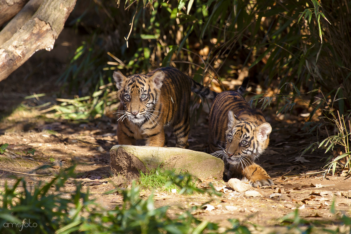 Canon EF 100-400mm F4.5-5.6L IS USM sample photo. Exploring photography