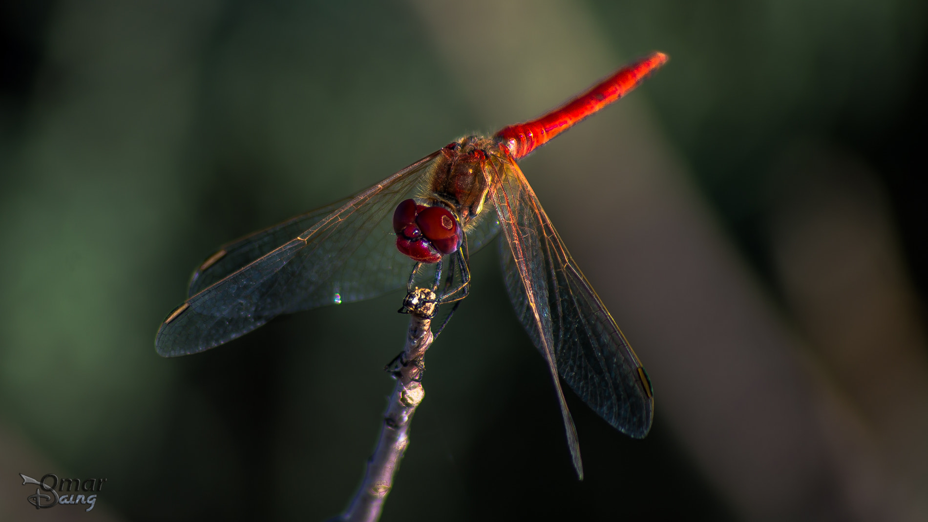 Pentax K-5 + smc PENTAX-FA 100-300mm F4.7-5.8 sample photo. Sympetrum flaveolum - dragonfly-yusufçuk- 11 photography