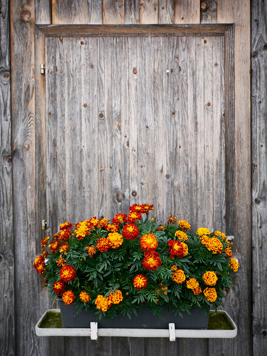 Panasonic Lumix DMC-GM1 + LEICA DG SUMMILUX 15/F1.7 sample photo. Blumen am fenster photography