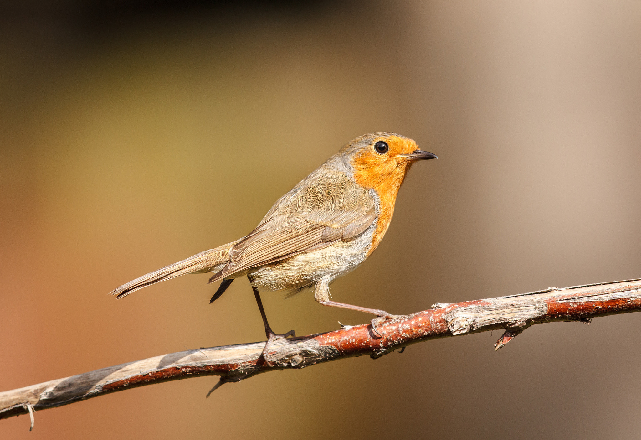 Canon EOS 7D + Canon EF 500mm F4L IS II USM sample photo. European robin perched - looking back photography