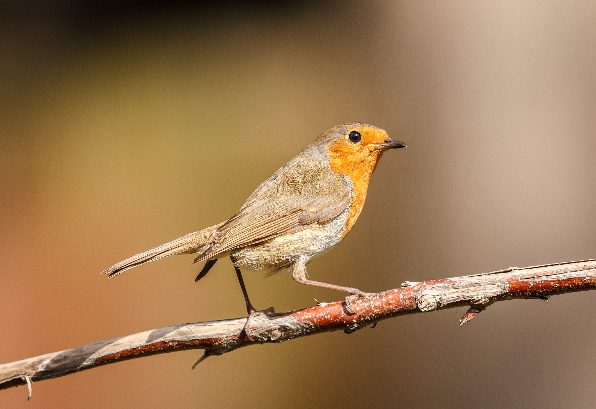 Canon EF 500mm F4L IS II USM sample photo. European robin perched - looking back photography