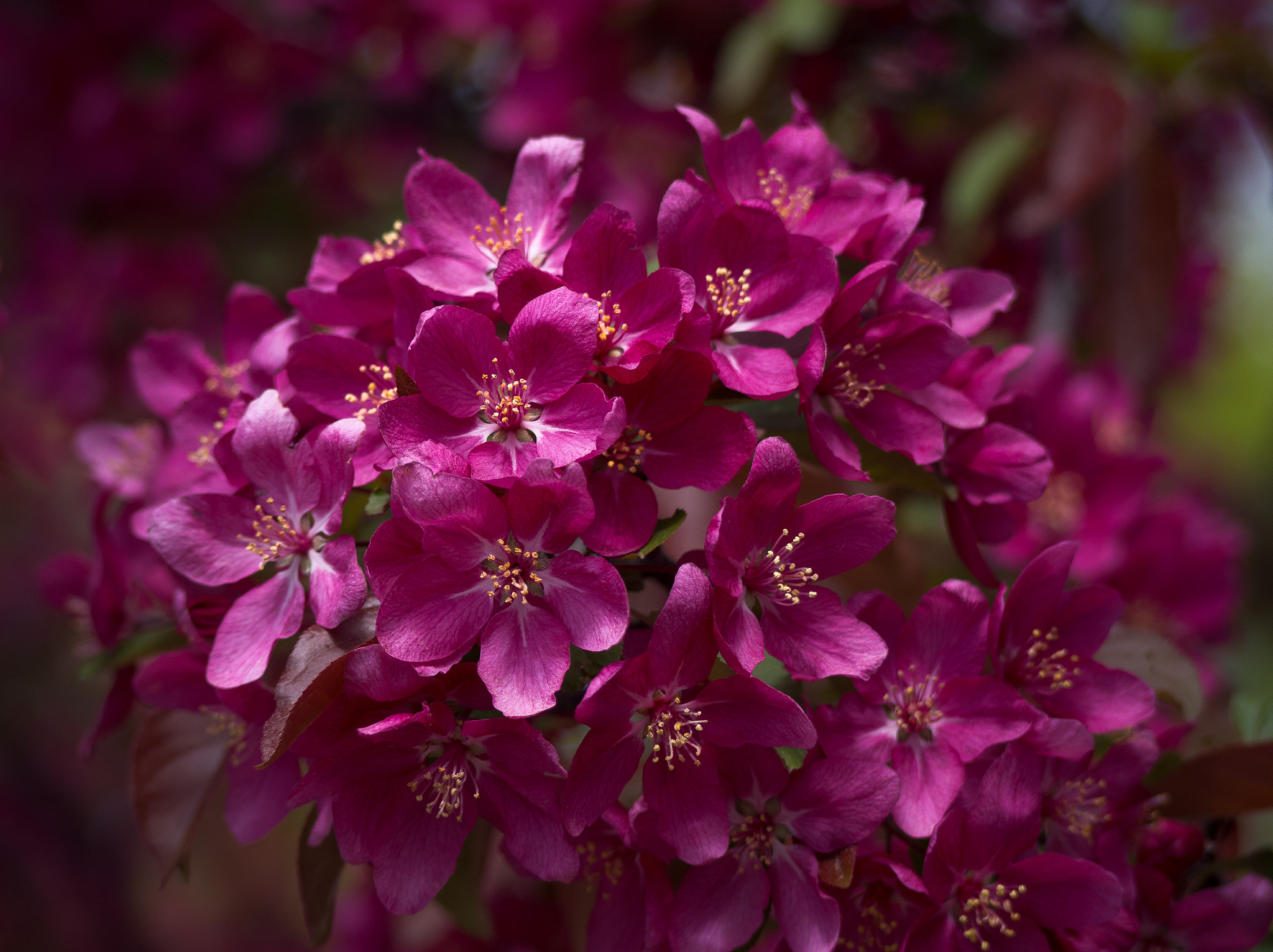 Olympus OM-D E-M5 + Panasonic Lumix G Vario 45-200mm F4-5.6 OIS sample photo. Magenta crabapple blossoms photography