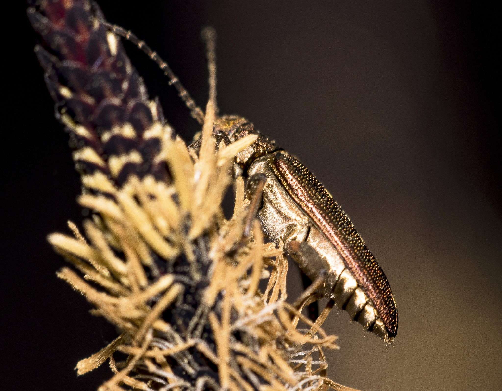 Sigma 150mm F2.8 EX DG Macro HSM sample photo. Golden bug of some kind photography