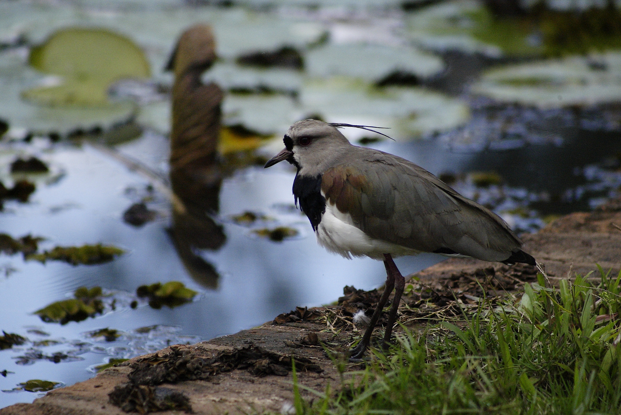 Canon EOS-1D + EF75-300mm f/4-5.6 sample photo. Dpp_2159.jpg photography