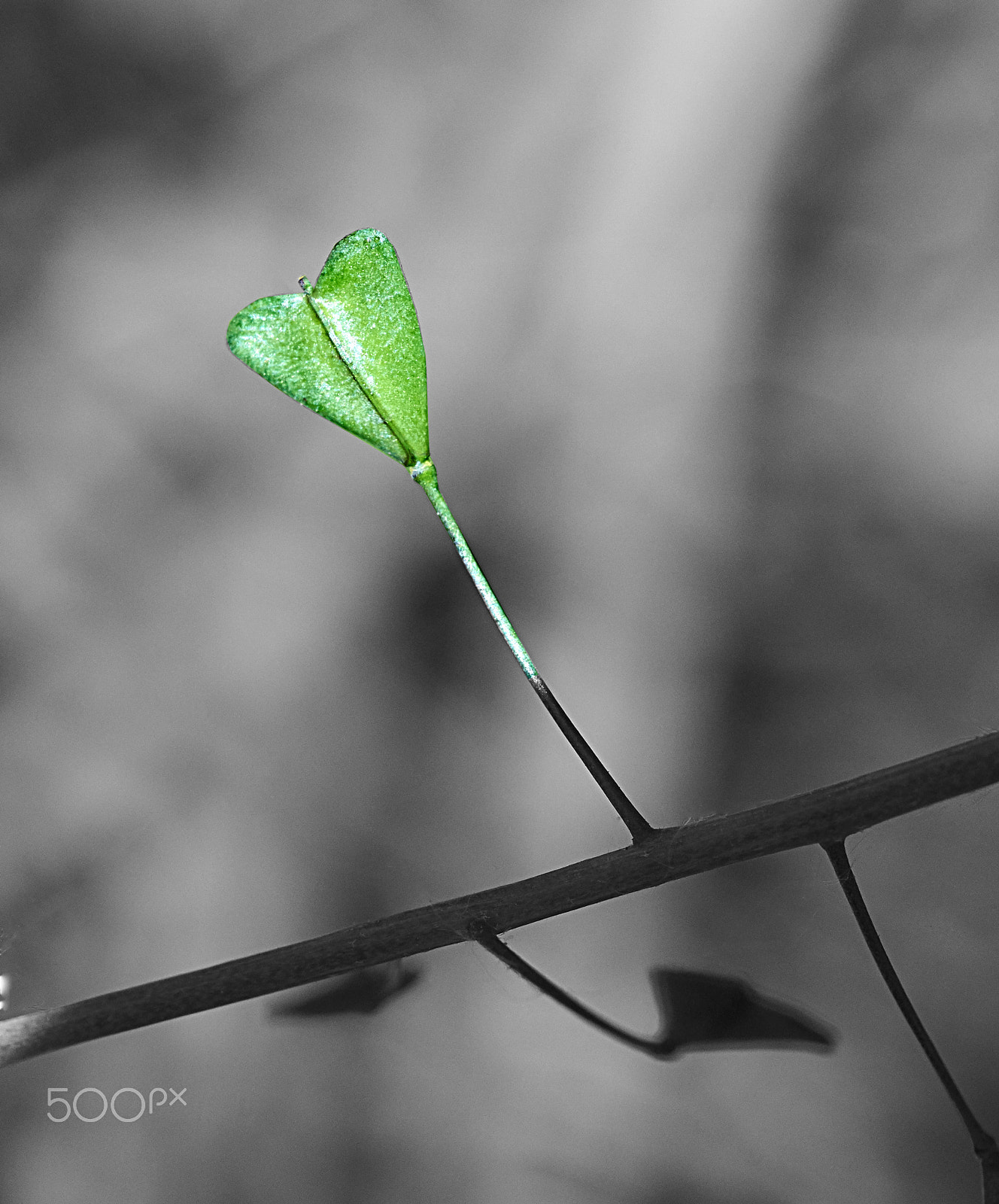 Sony a7 + 105mm F2.8 sample photo. Heart shaped leaf photography