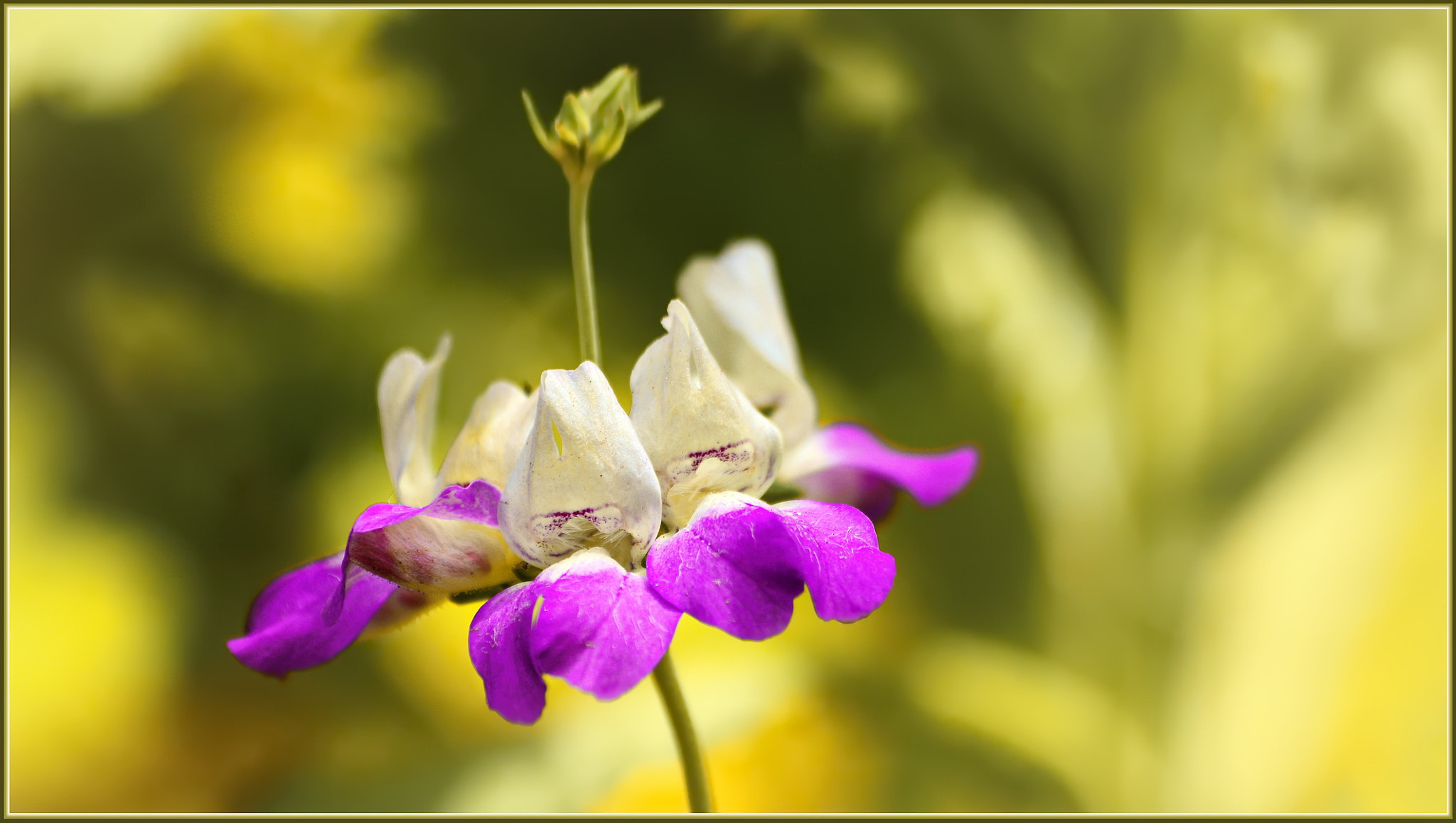 Sigma 70-300mm F4-5.6 APO Macro Super II sample photo. Chinese house photography