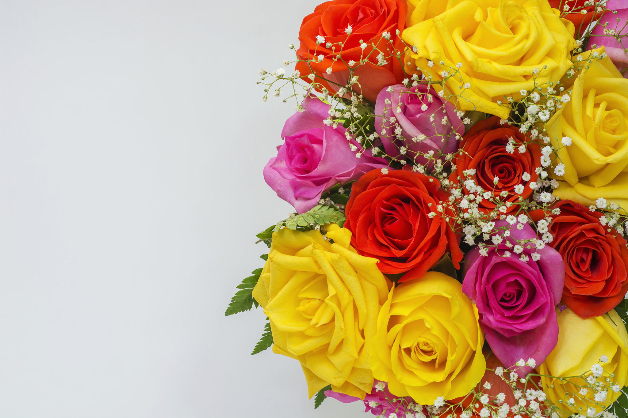 Nikon PC-E Micro-Nikkor 85mm F2.8D Tilt-Shift sample photo. Colorful roses on a white background photography