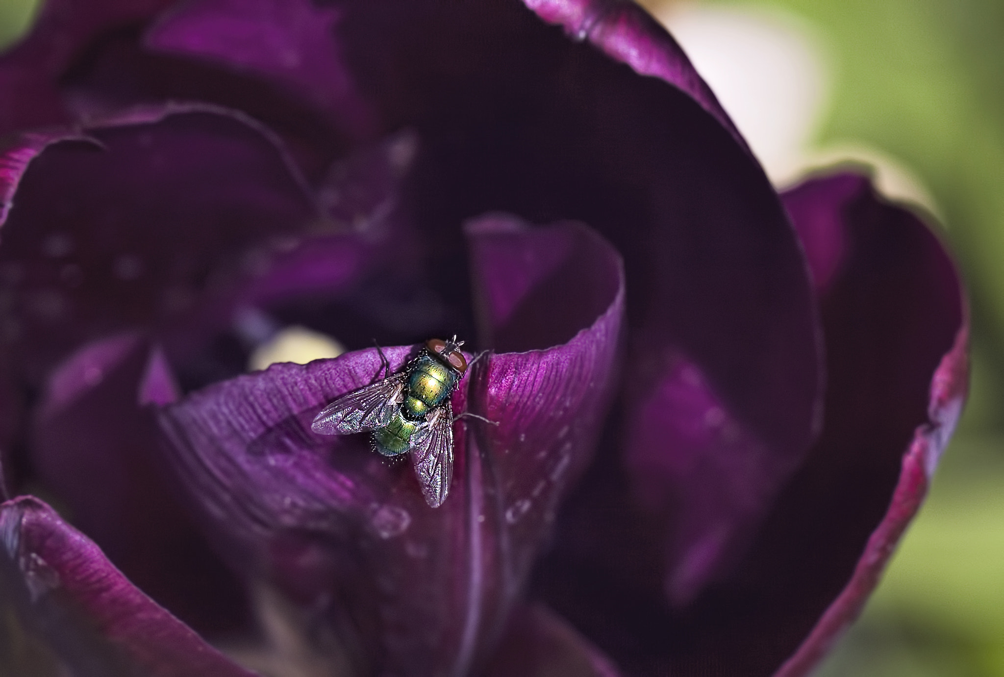 Canon EOS-1D Mark III sample photo. As if it was mount everest... photography