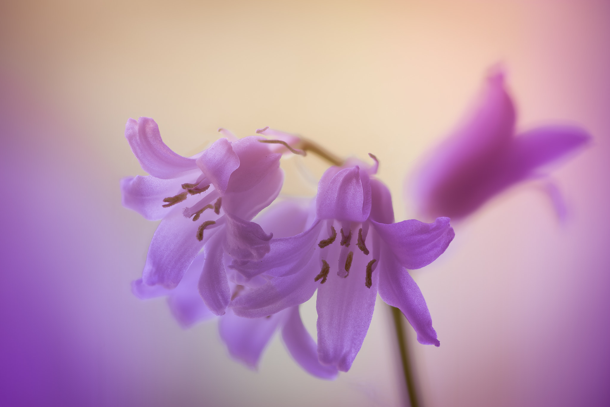 100mm F2.8 G SSM OSS sample photo. Hyacinthoides photography