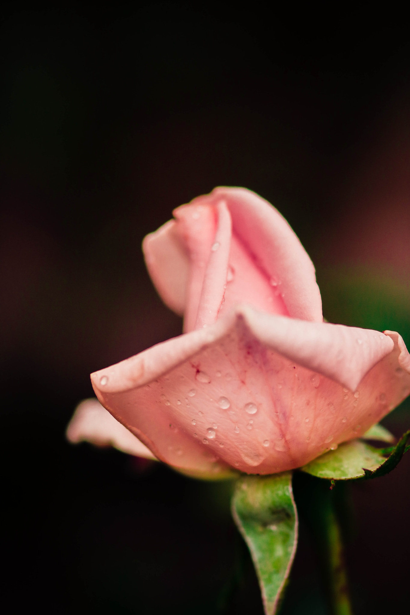 Sigma 105mm F2.8 EX DG OS HSM sample photo. Rose photography