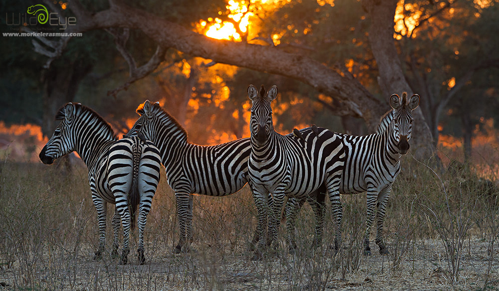 Nikon D3S sample photo. Forest horses photography