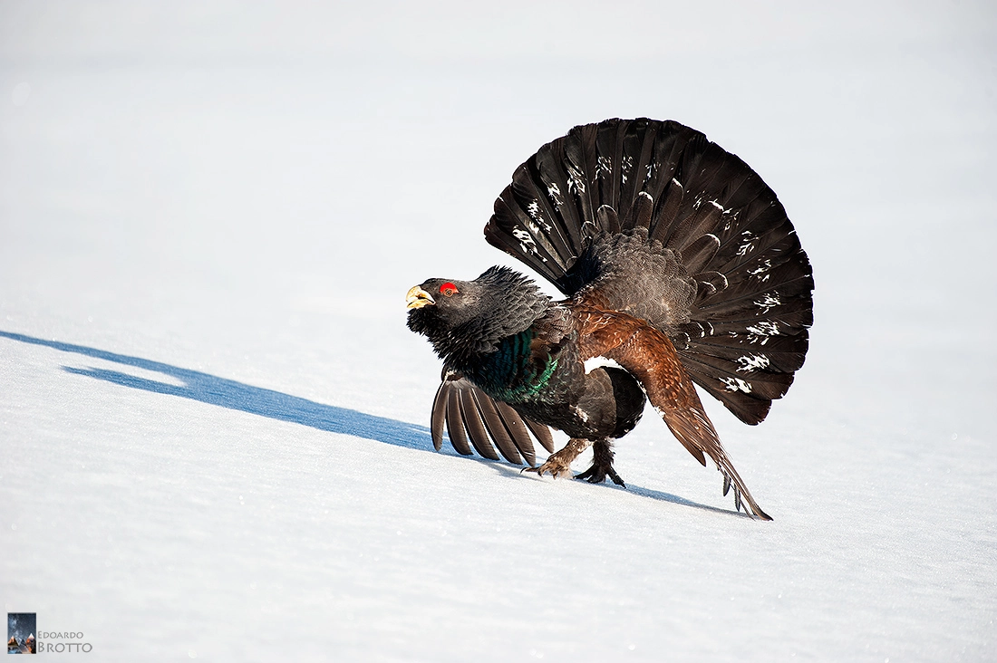 Nikon AF-S Nikkor 200-500mm F5.6E ED VR sample photo. Capercaillie in all its fierceness photography