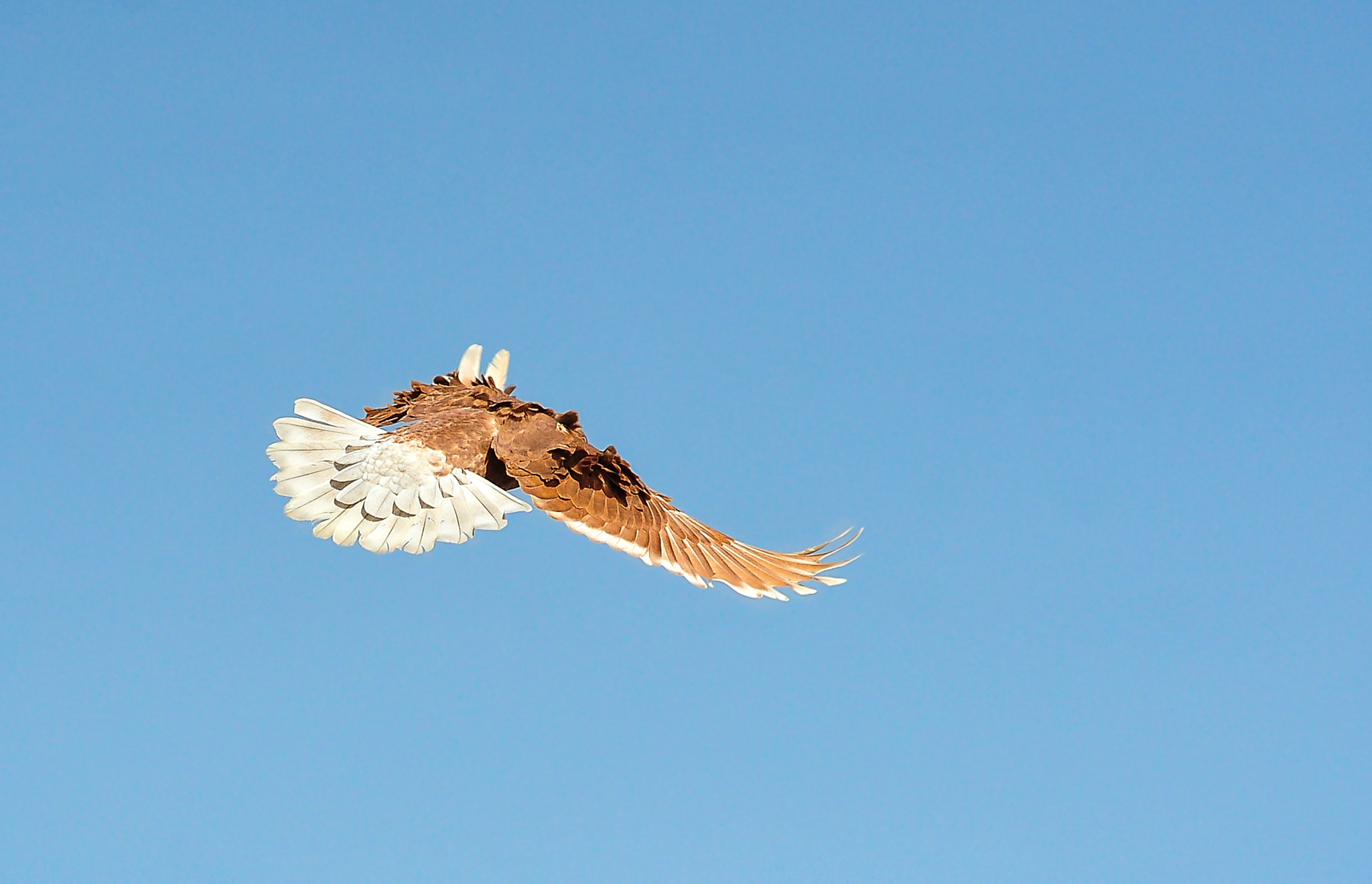 Nikon D3X + Sigma 85mm F1.4 EX DG HSM sample photo. Flying bird photography