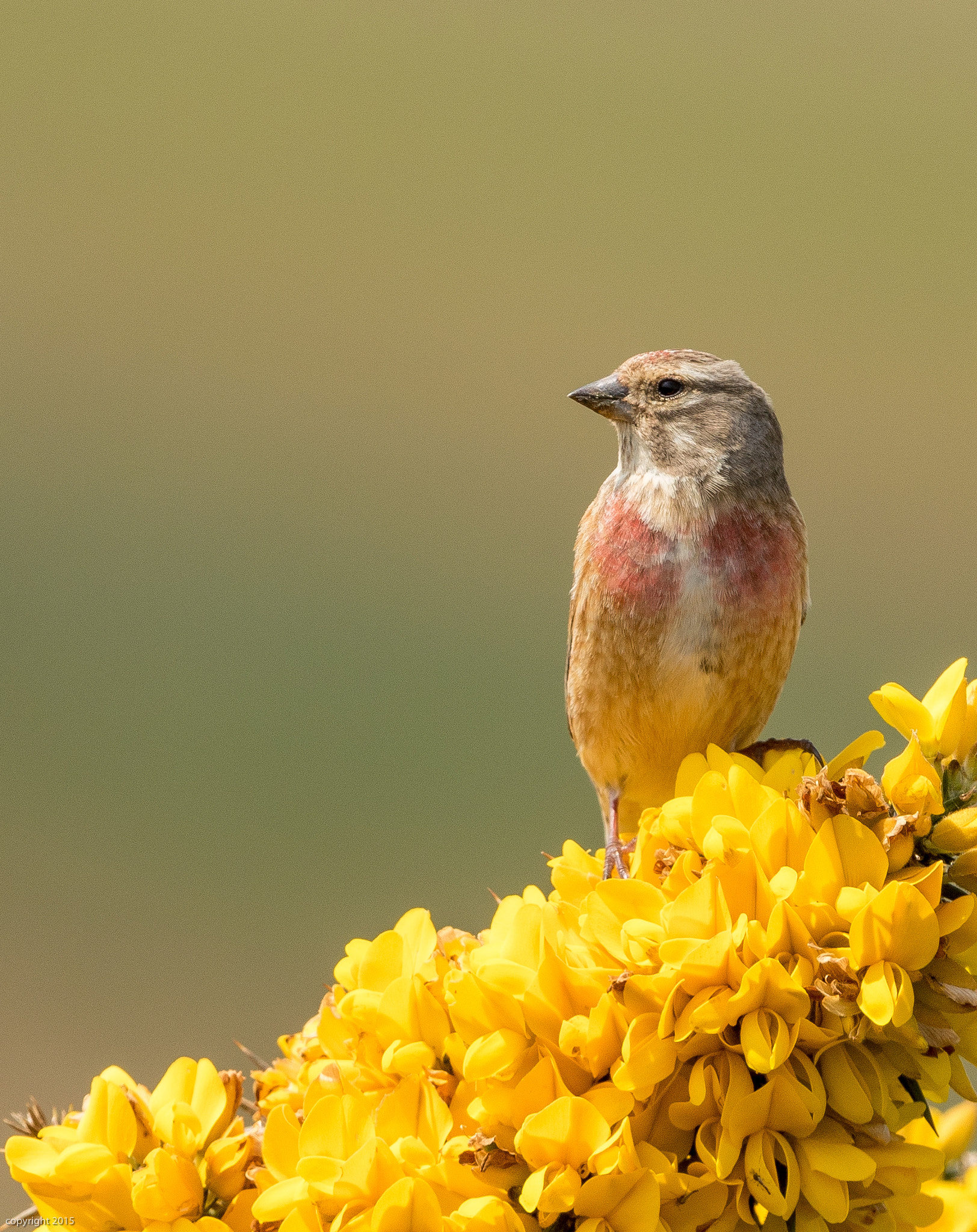 Canon EF 300mm F2.8L IS II USM sample photo. Linnet photography