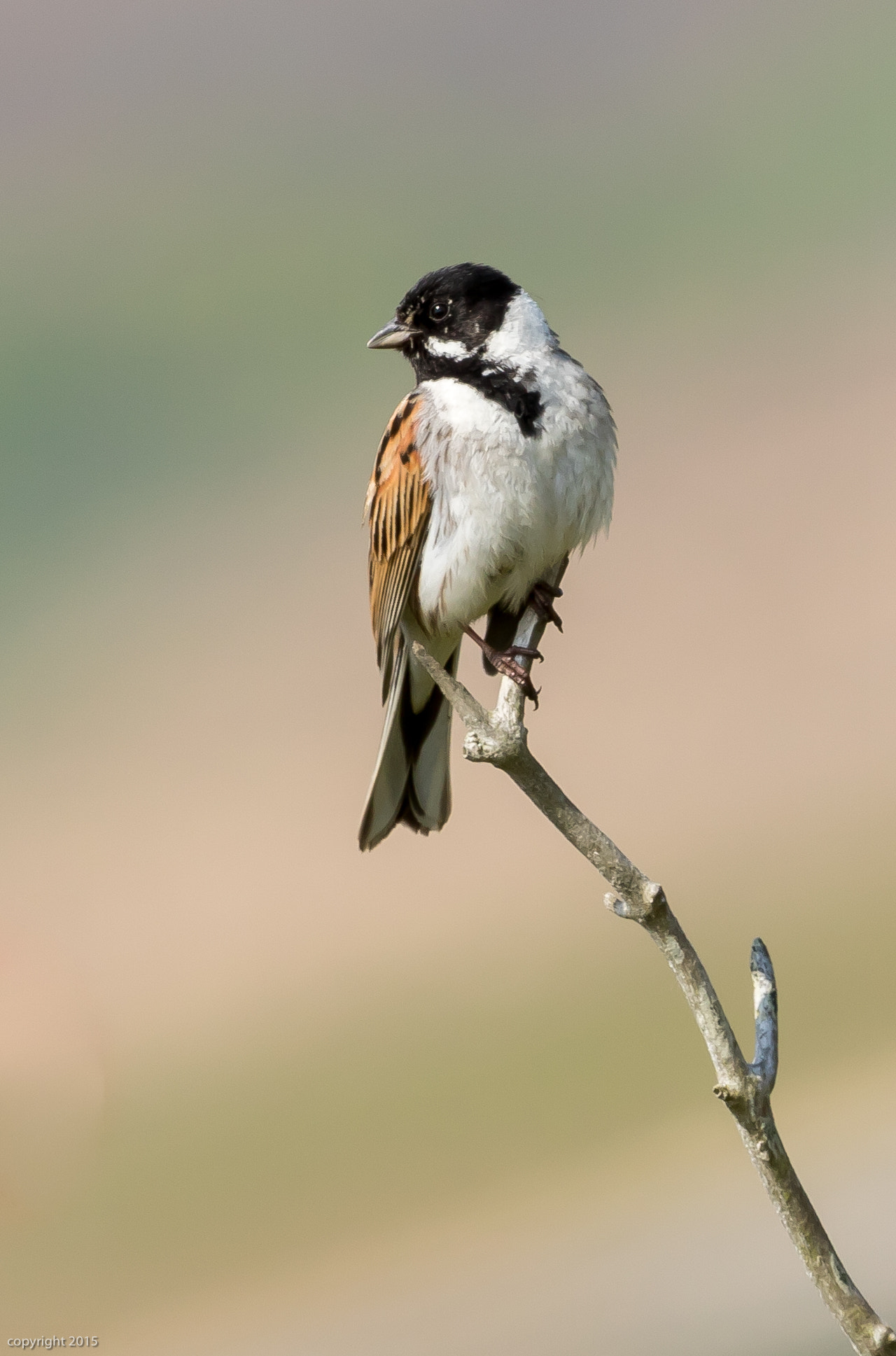 Canon EF 300mm F2.8L IS II USM sample photo. Reed bunting photography
