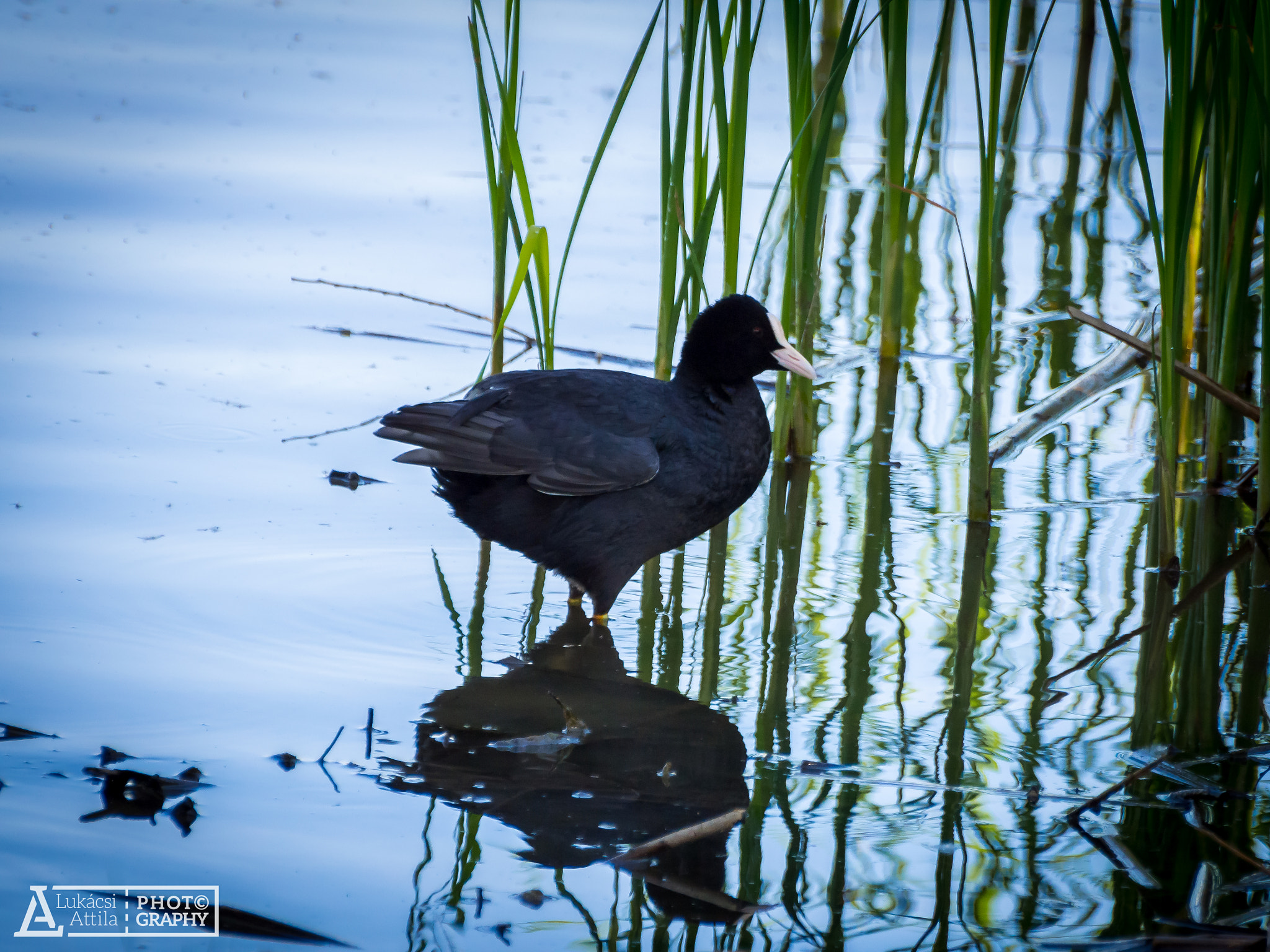 Olympus Zuiko Digital ED 70-300mm F4.0-5.6 sample photo. Next to the reeds photography