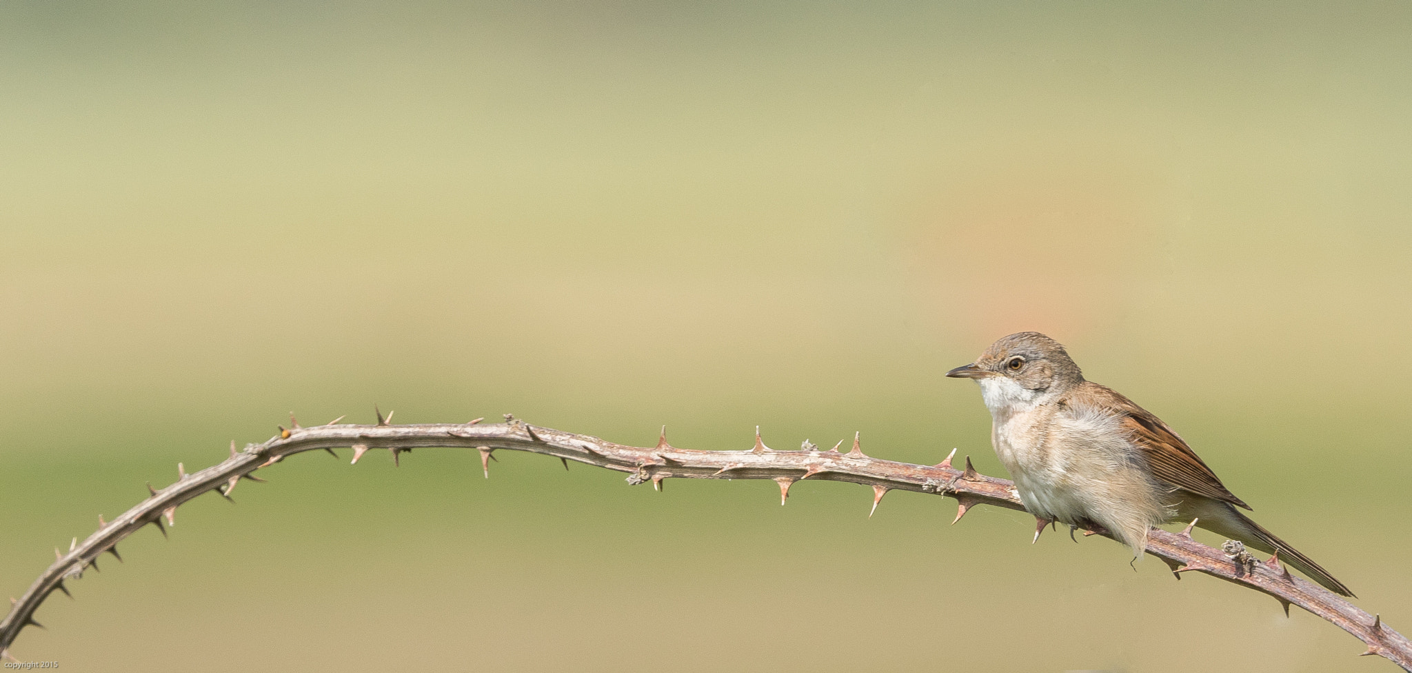 Canon EF 300mm F2.8L IS II USM sample photo. Common whitethroat photography