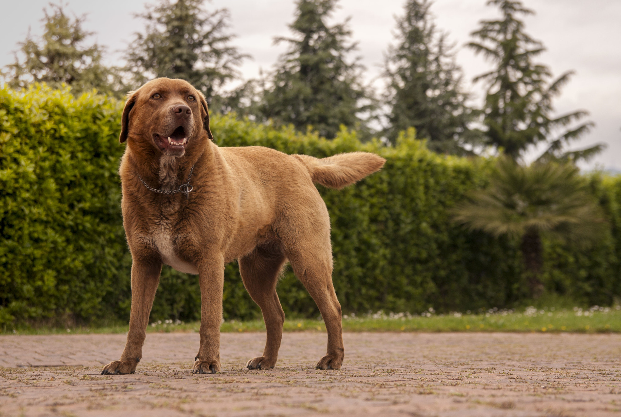 Canon EOS 1000D (EOS Digital Rebel XS / EOS Kiss F) sample photo. Shining doggo photography