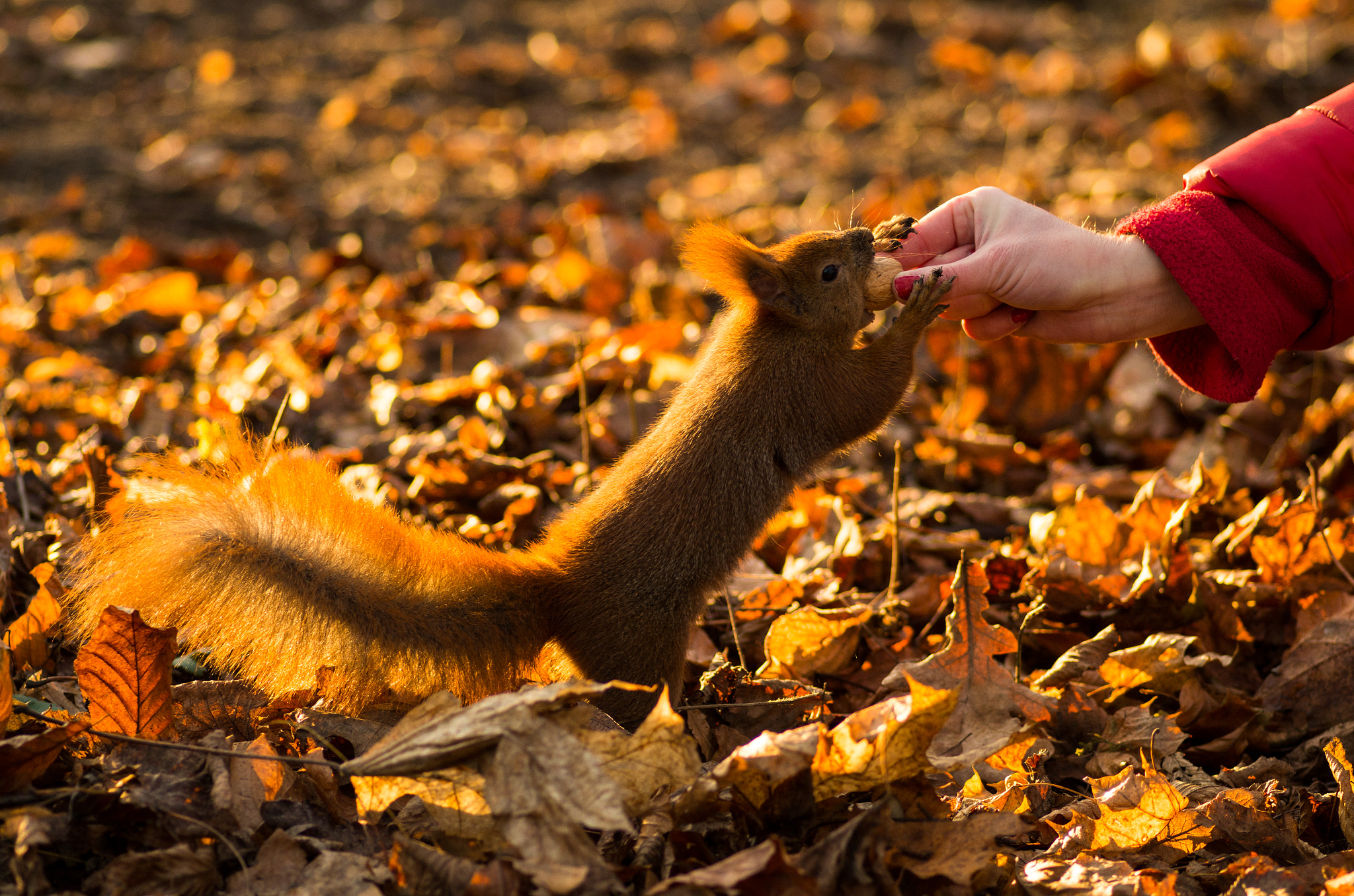 Pentax smc D-FA 100mm F2.8 Macro WR sample photo. Squirrel photography