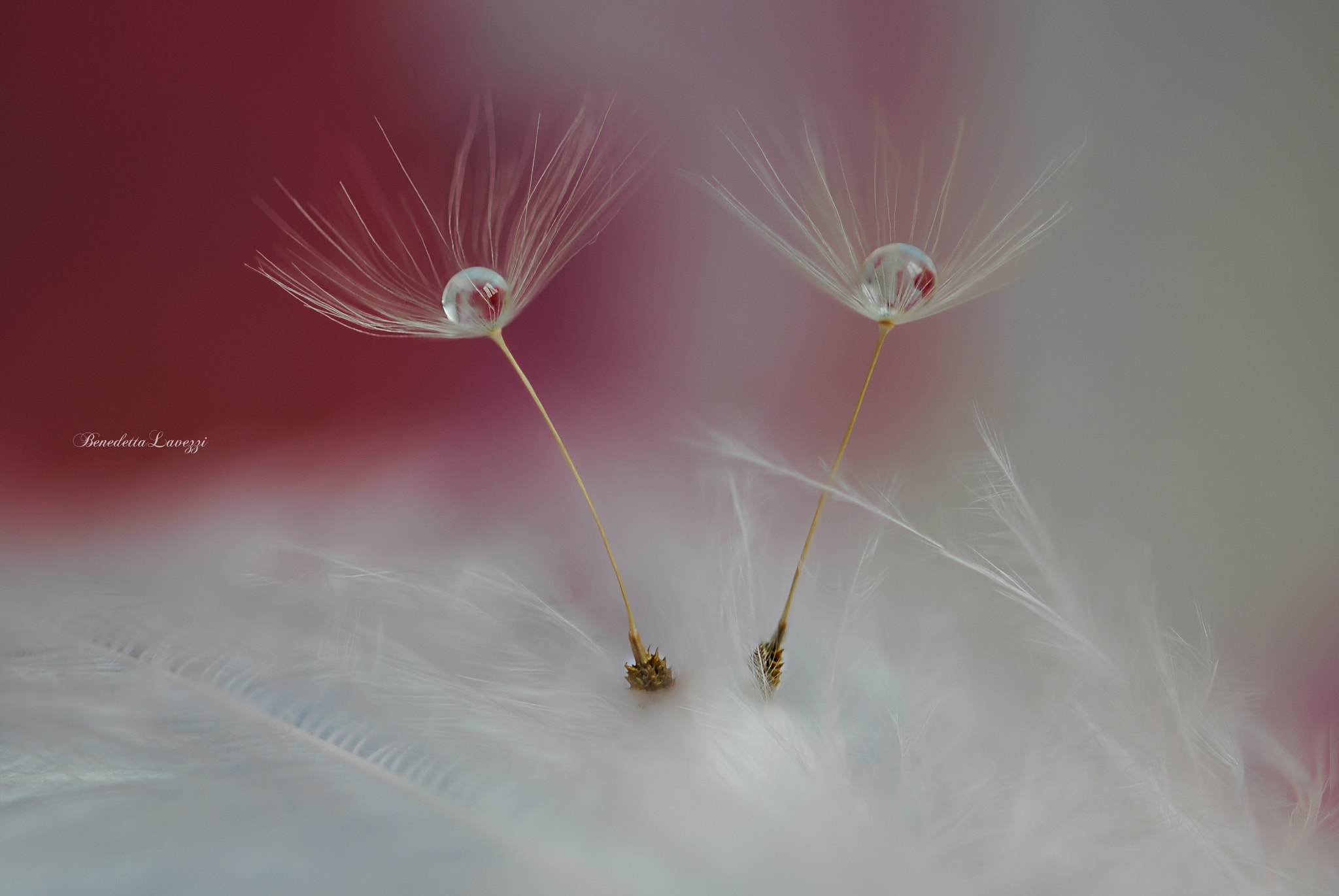 Sigma 105mm F2.8 EX DG OS HSM sample photo. Wearing white photography
