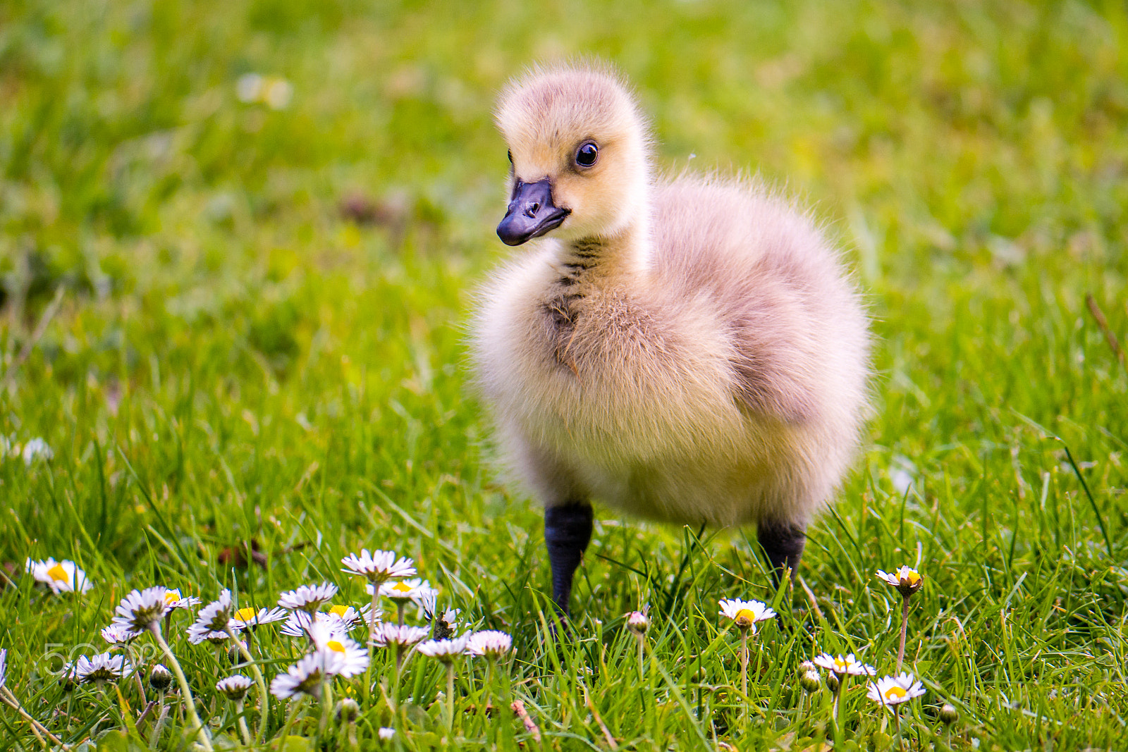 Panasonic Lumix DMC-G7 sample photo. Canada gosling walking in a field photography