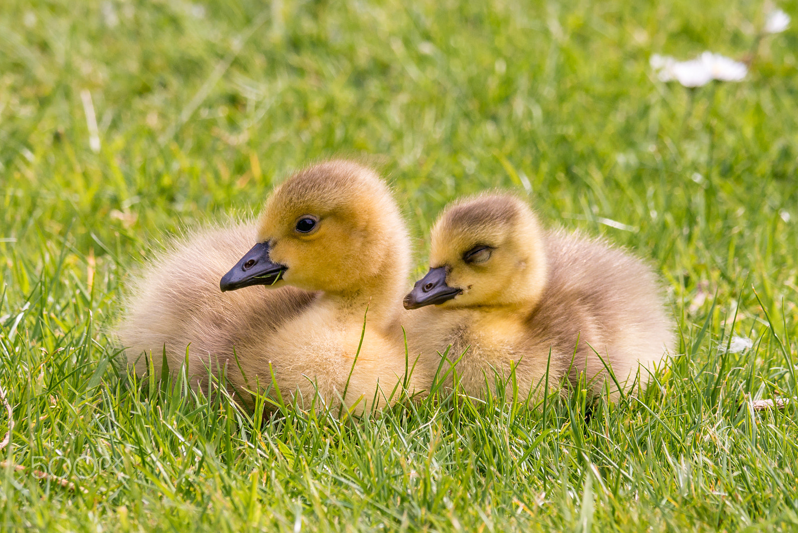 Panasonic Lumix DMC-G7 sample photo. Canada goslings photography