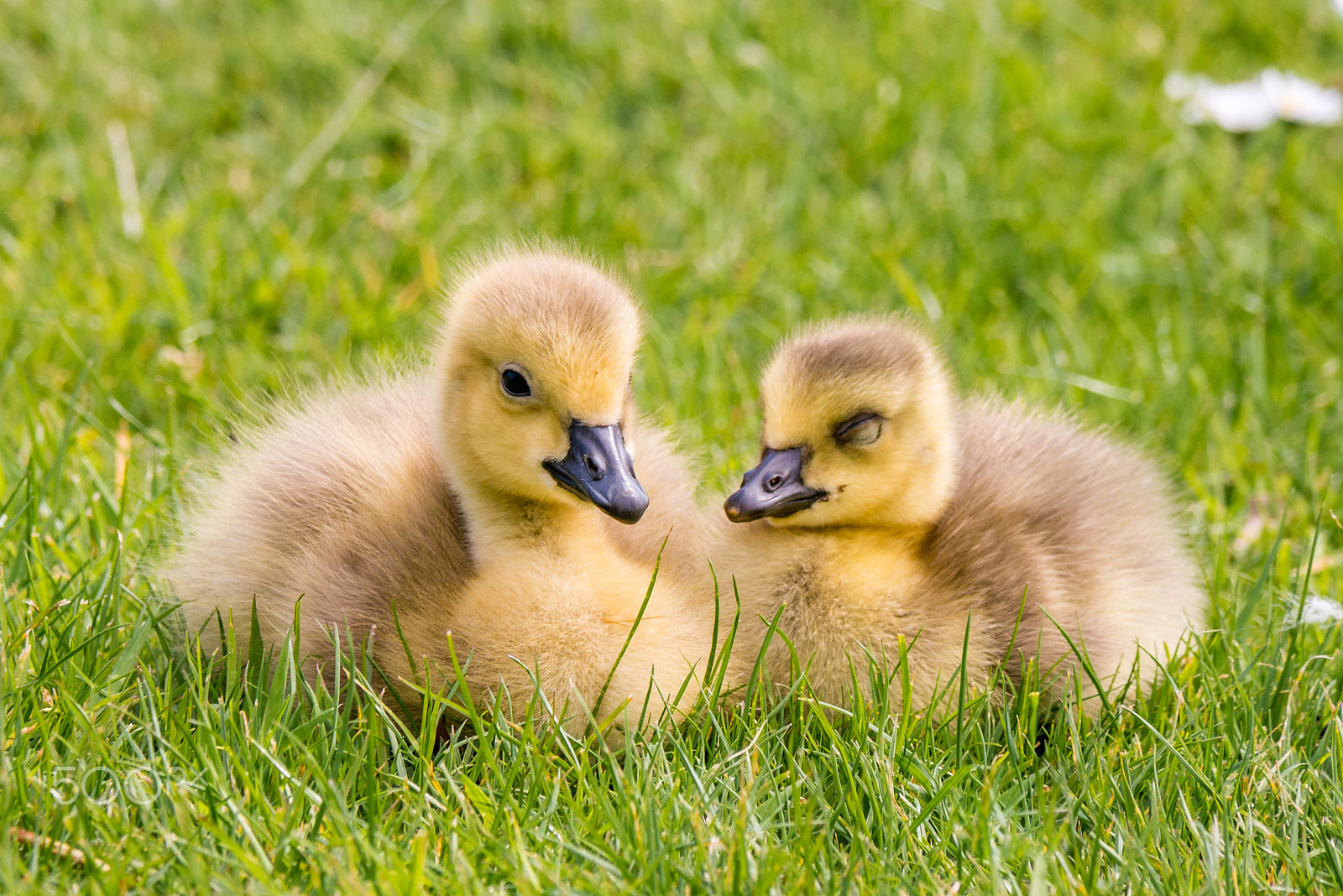 Panasonic Lumix DMC-G7 sample photo. Canada goslings photography