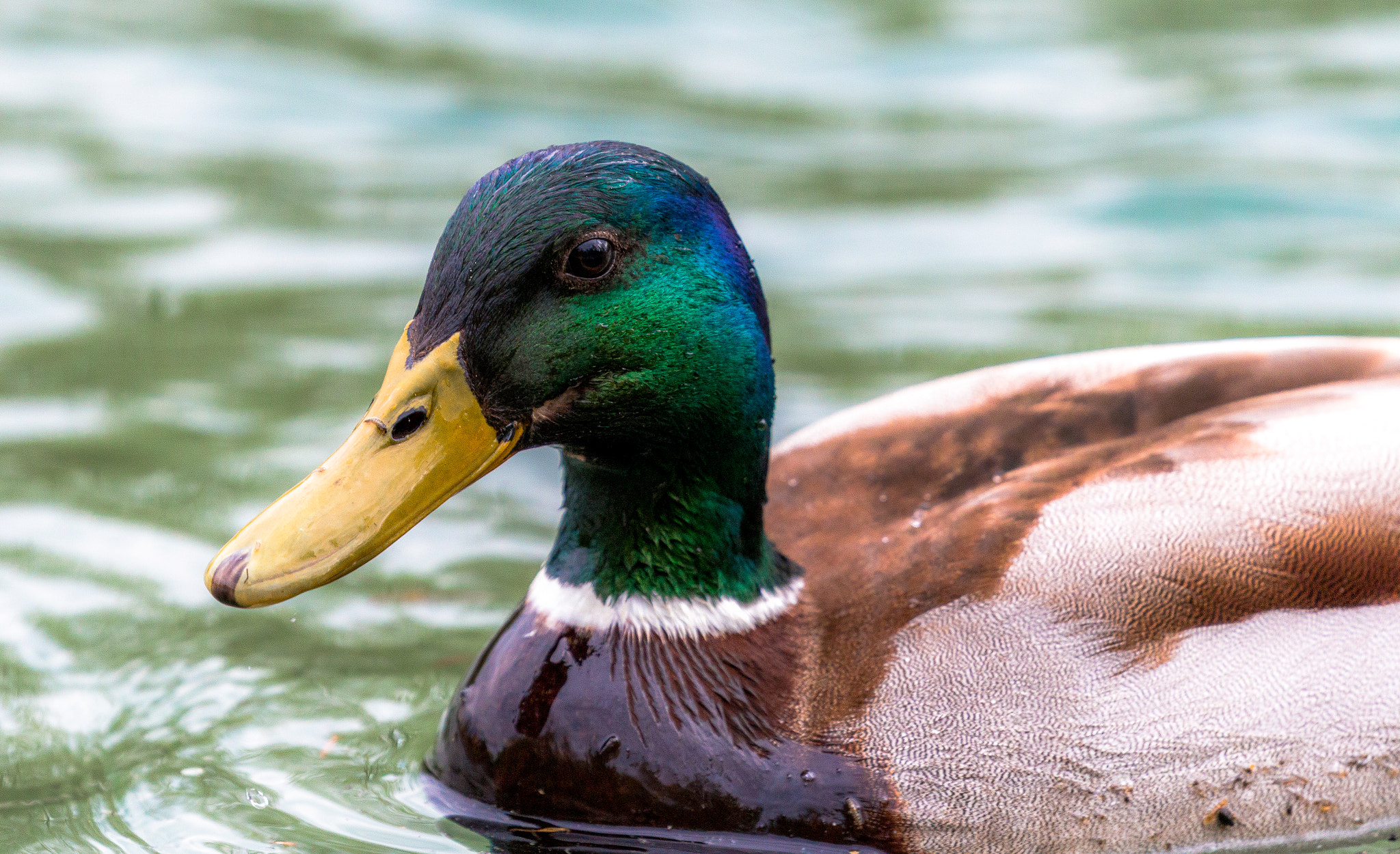Canon EF 100-400mm F4.5-5.6L IS II USM sample photo. Duck photography