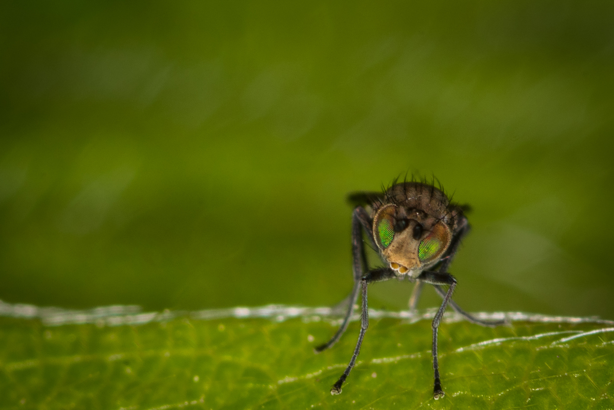 Nikon D810 + Nikon AF Micro-Nikkor 200mm F4D ED-IF sample photo. Something wrong around here... photography