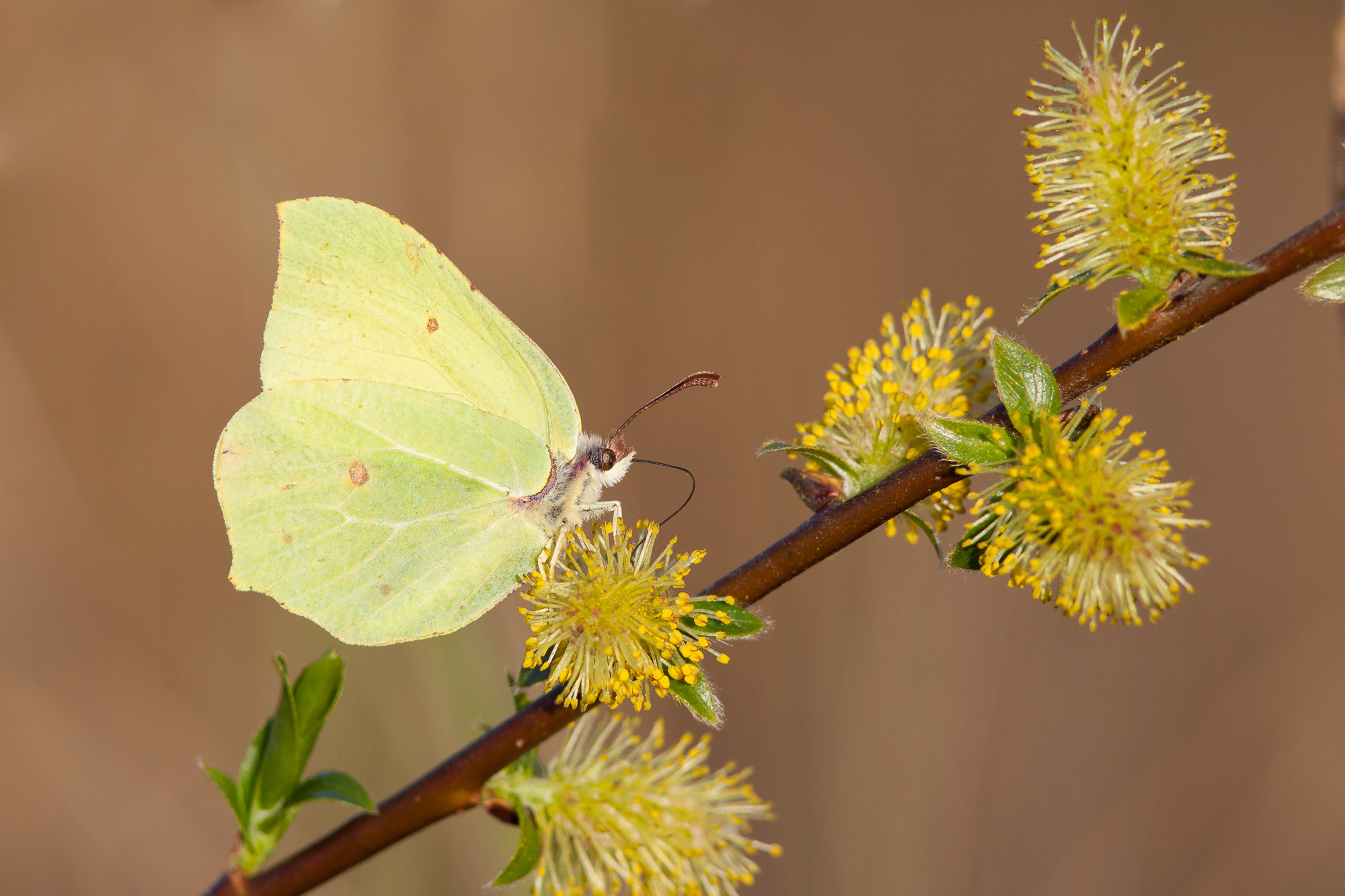 Canon EF 300mm F4L IS USM sample photo. Brimstone butterfly photography
