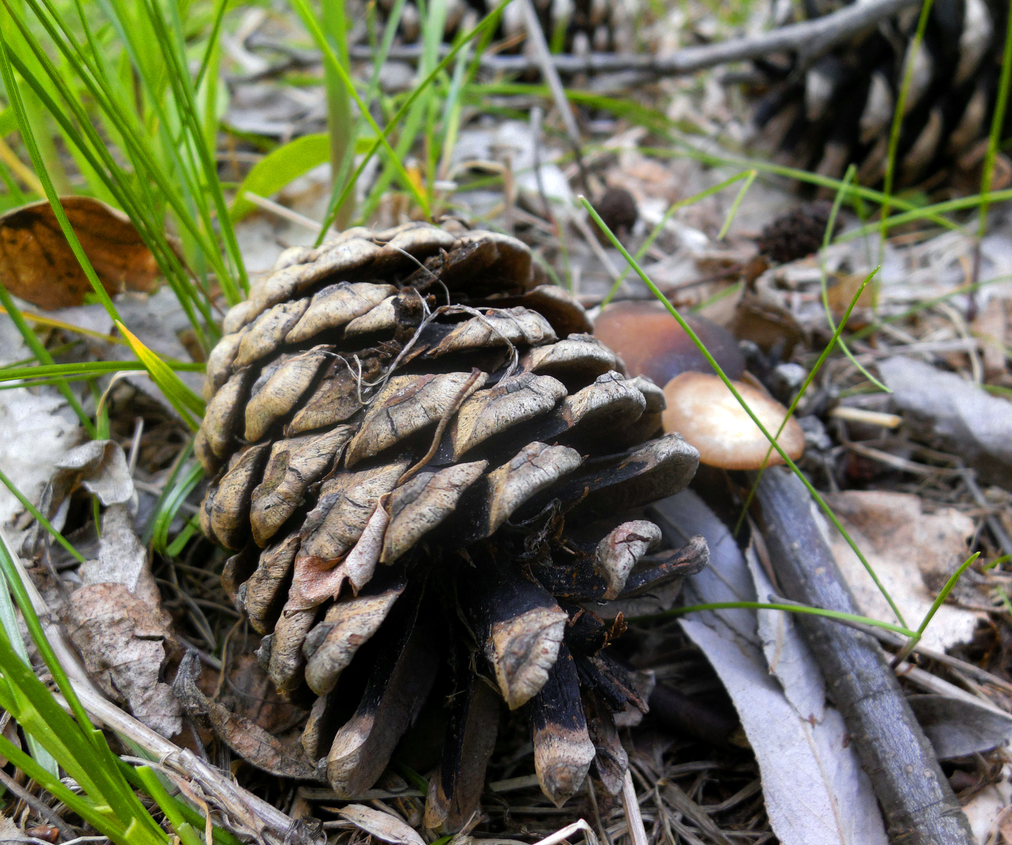 Benq G1 sample photo. Cone photography