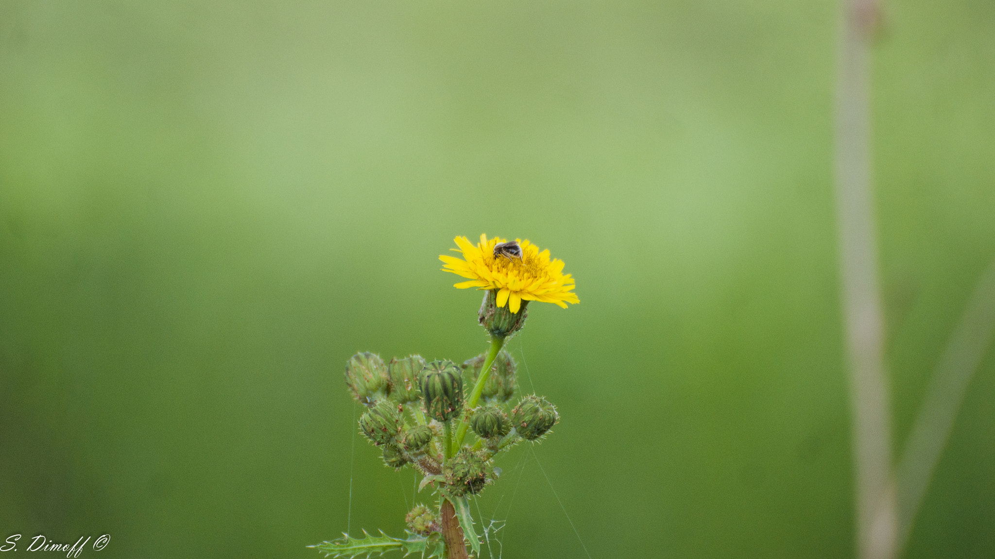 Sony Alpha DSLR-A200 + Tamron SP 70-300mm F4-5.6 Di USD sample photo