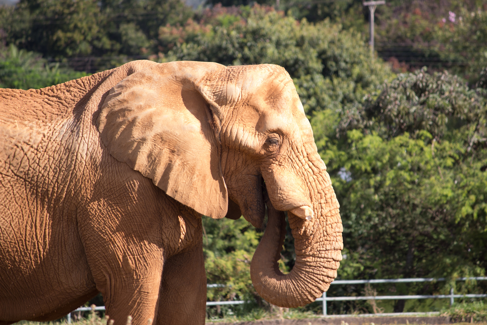 Canon EF-S 55-250mm F4-5.6 IS sample photo. Elephant photography