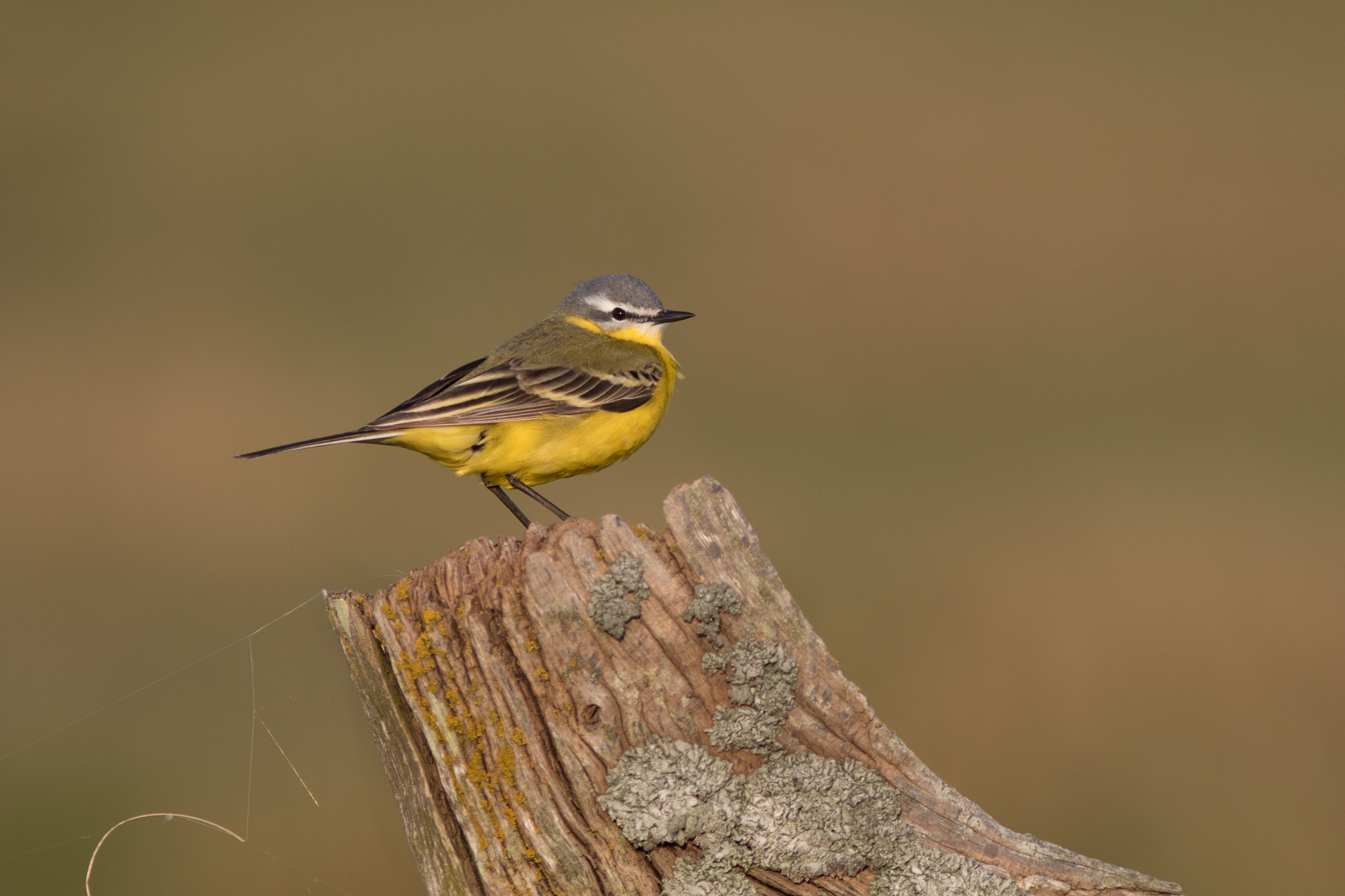 Canon EOS 80D + Canon EF 300mm F4L IS USM sample photo. Gul vipstjert - yellow wagtail photography