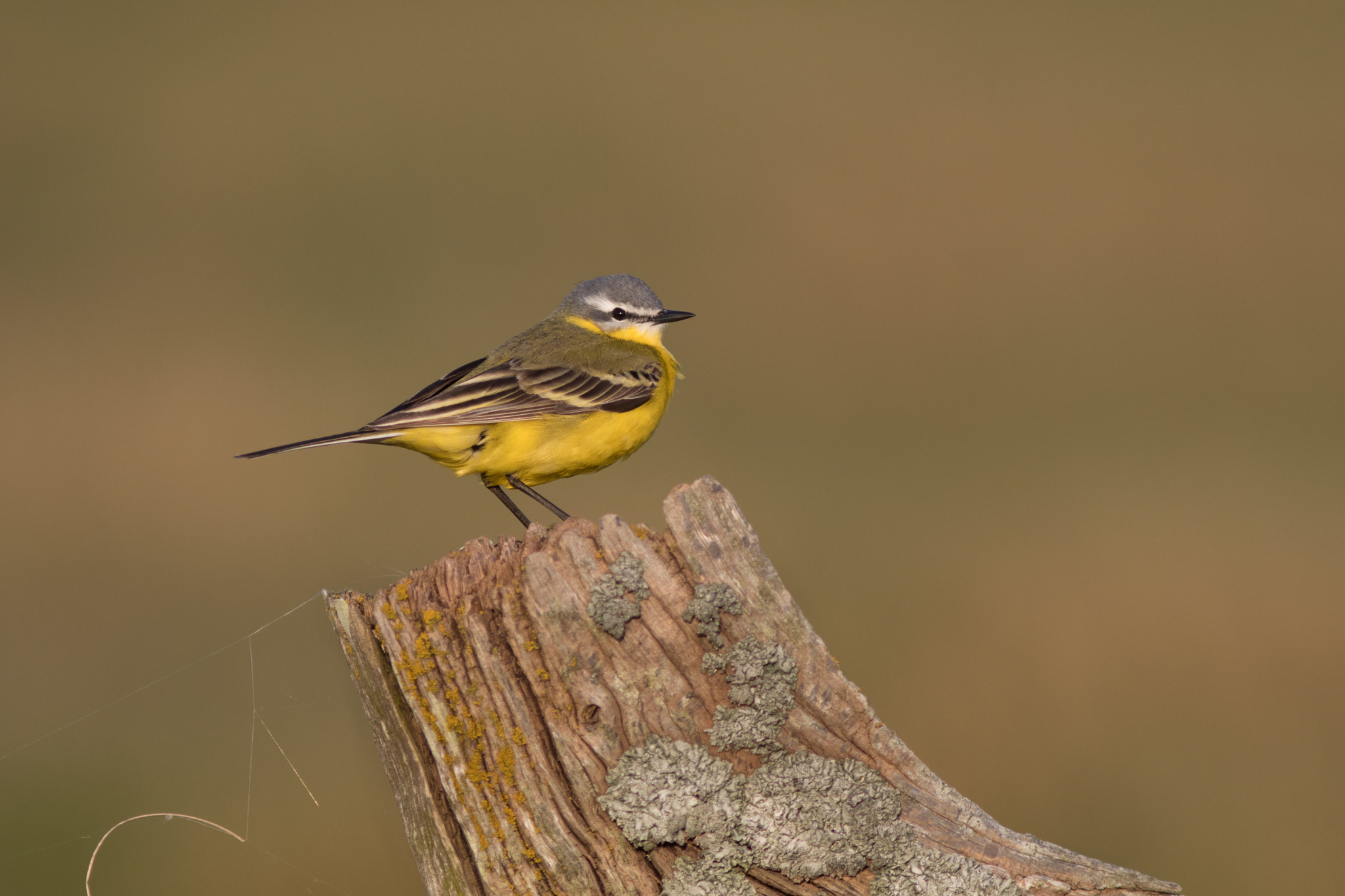 Canon EF 300mm F4L IS USM sample photo. Gul vipstjert - yellow wagtail photography