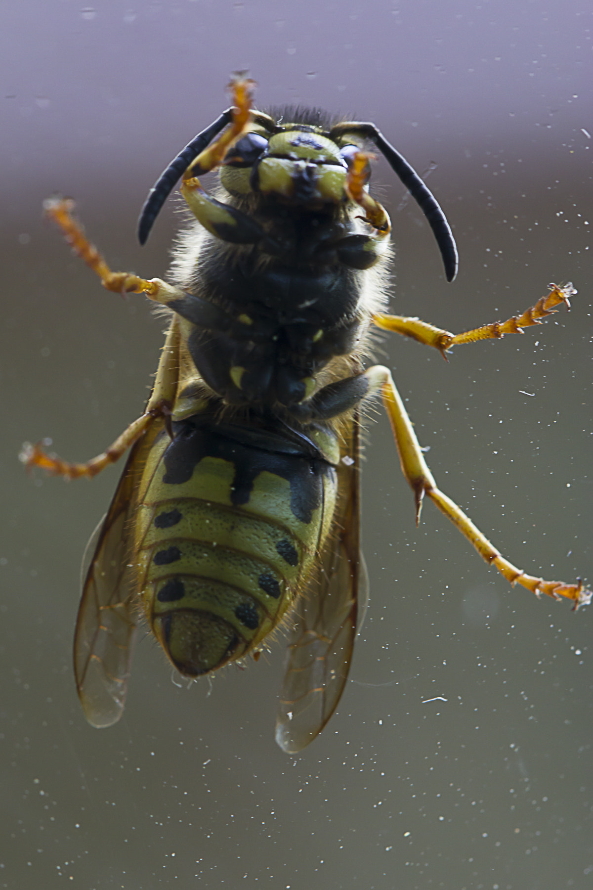 Canon EF 100mm F2.8L Macro IS USM sample photo. Bee photography