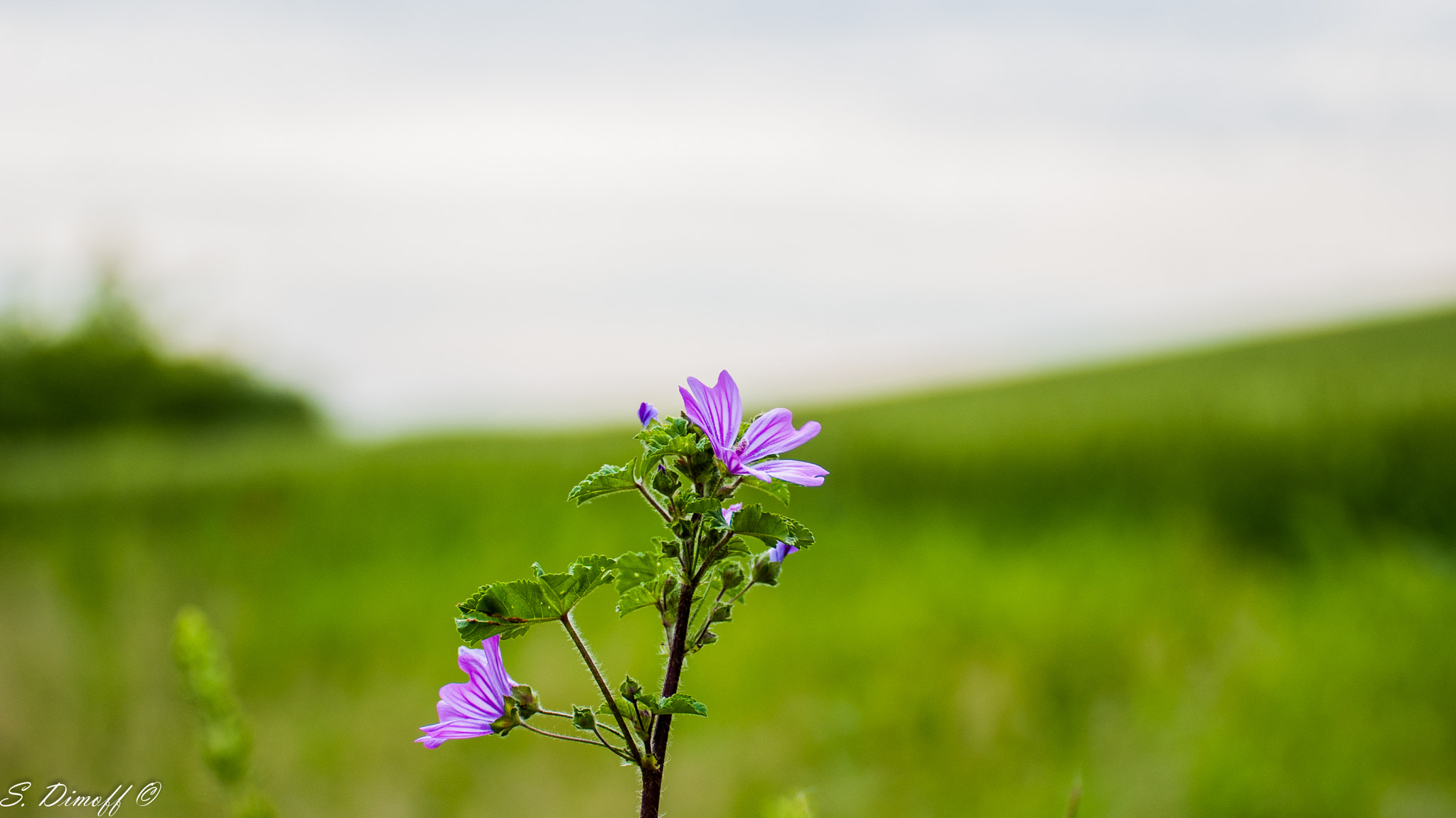 Sony Alpha DSLR-A200 + Tamron SP 70-300mm F4-5.6 Di USD sample photo