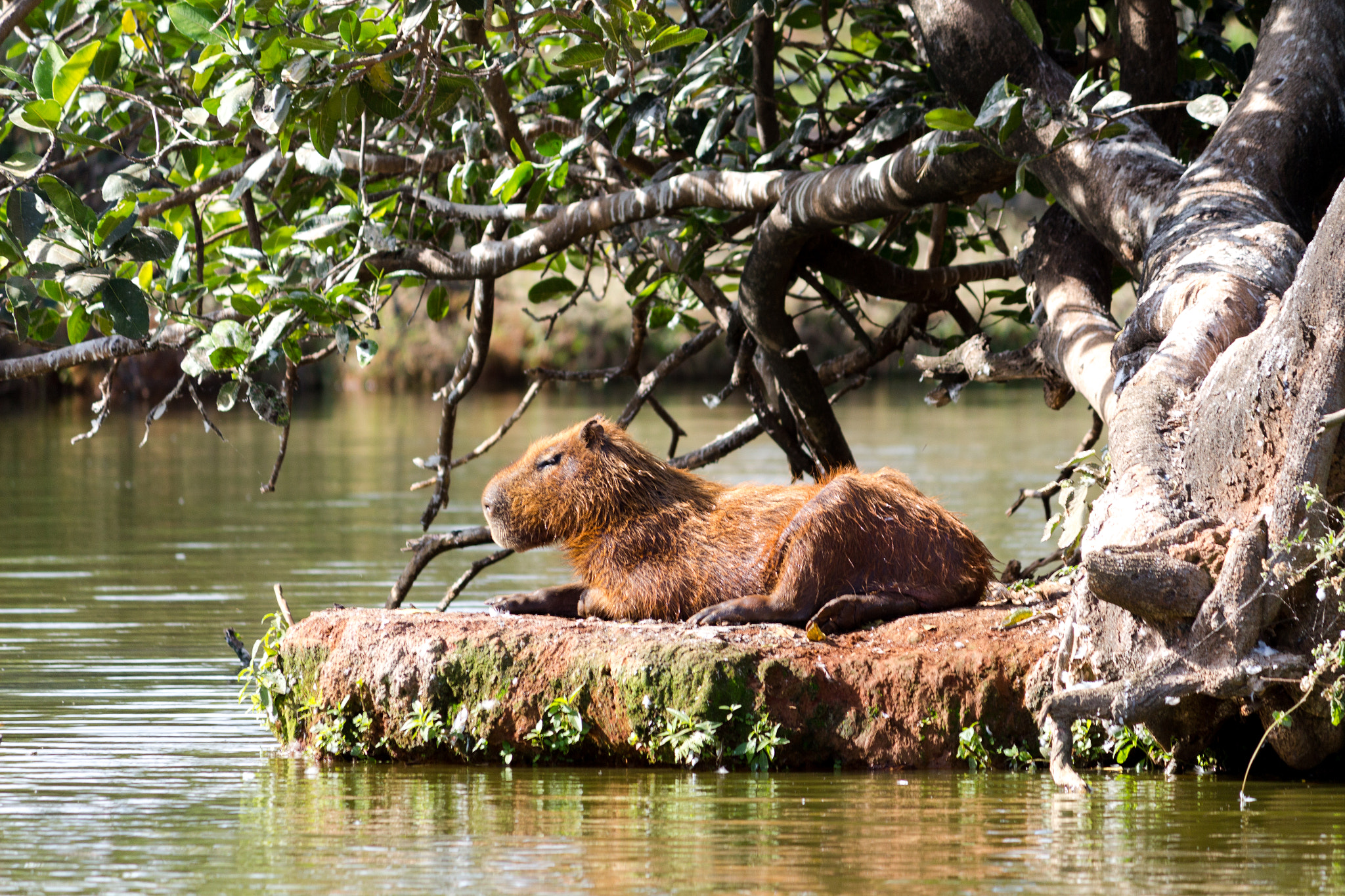 Canon EF-S 55-250mm F4-5.6 IS sample photo. Capivara photography