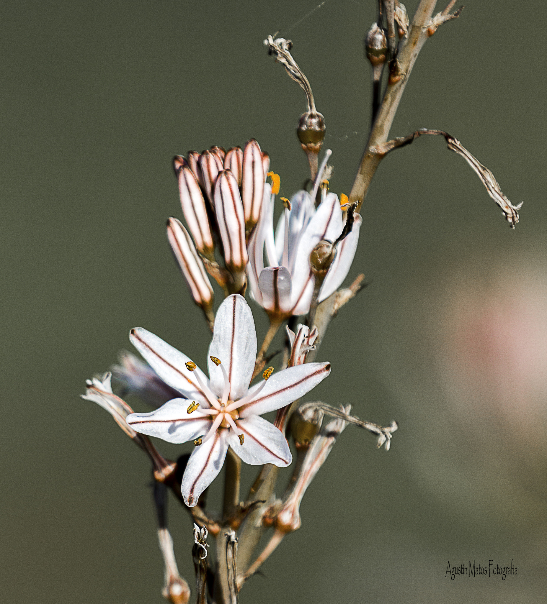 Canon EF 70-200mm F2.8L IS II USM sample photo. Dehesa de abajo copia photography