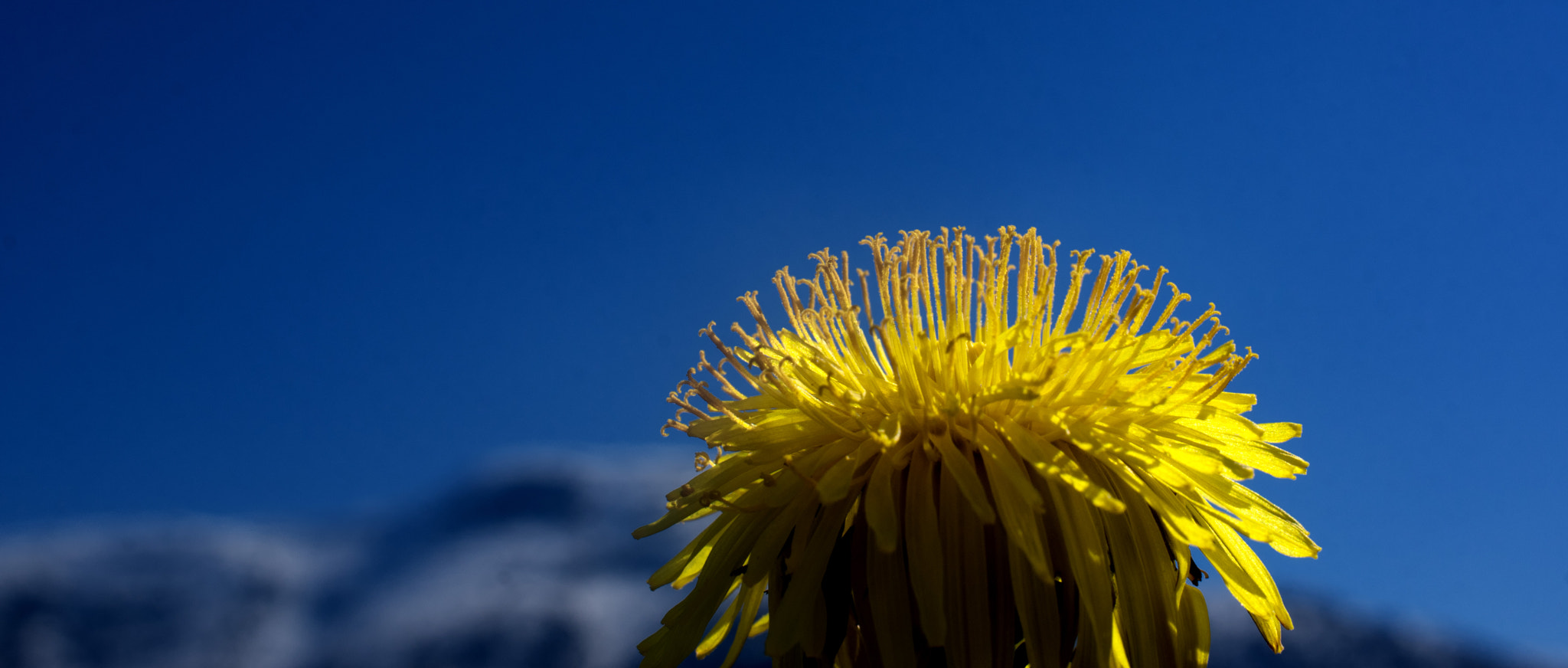 Pentax smc DA 35mm F2.8 Macro Limited sample photo. Dandelion in the sun photography