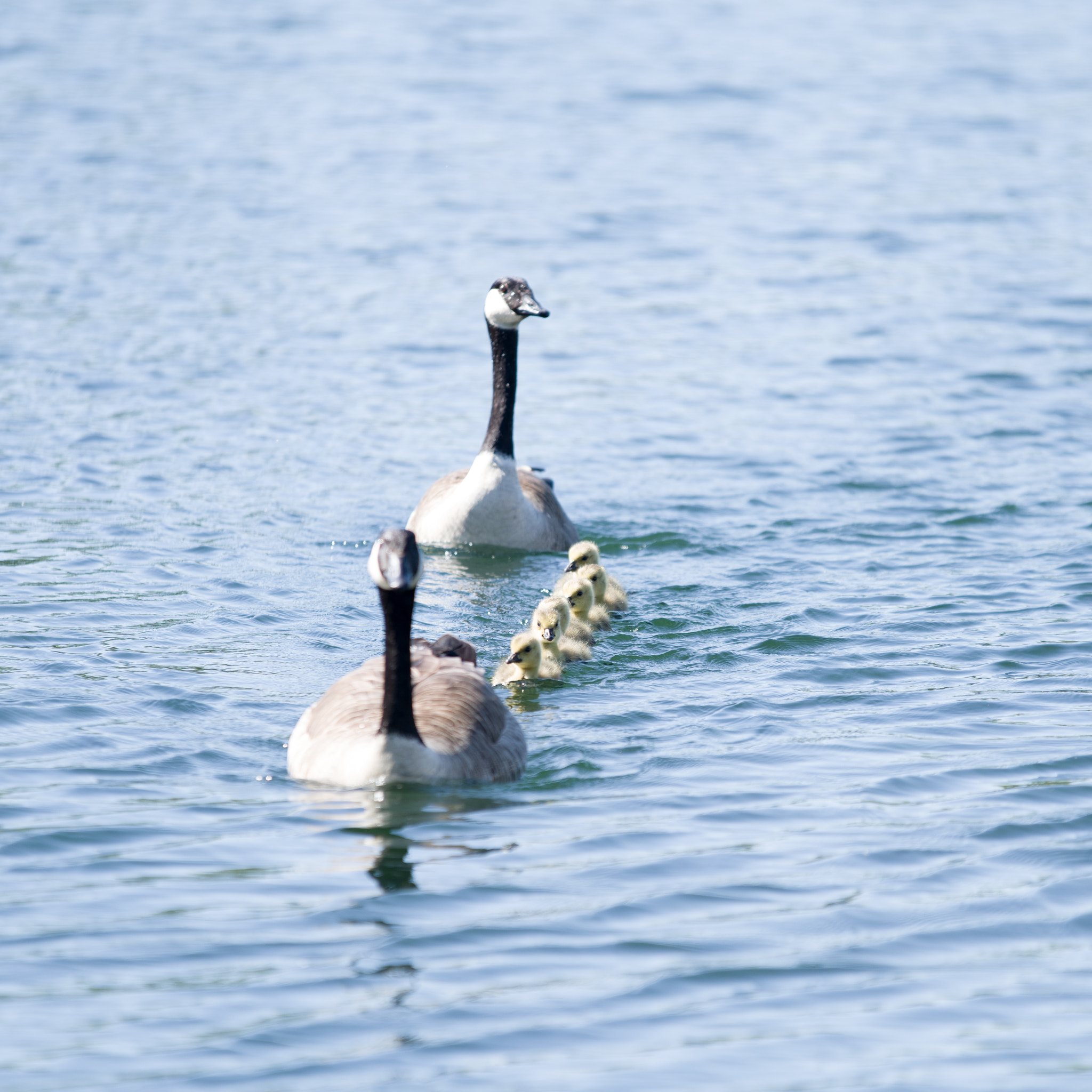 Pentax K-1 + Sigma 70-200mm F2.8 EX DG OS HSM sample photo. Form in columns photography