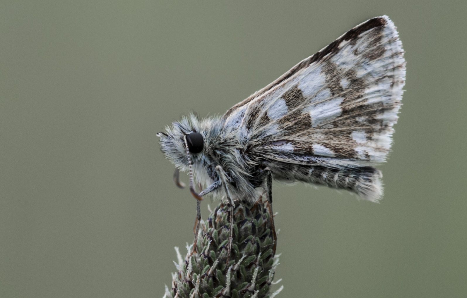 Sigma APO Macro 180mm F3.5 EX DG HSM sample photo. Mariposilla photography