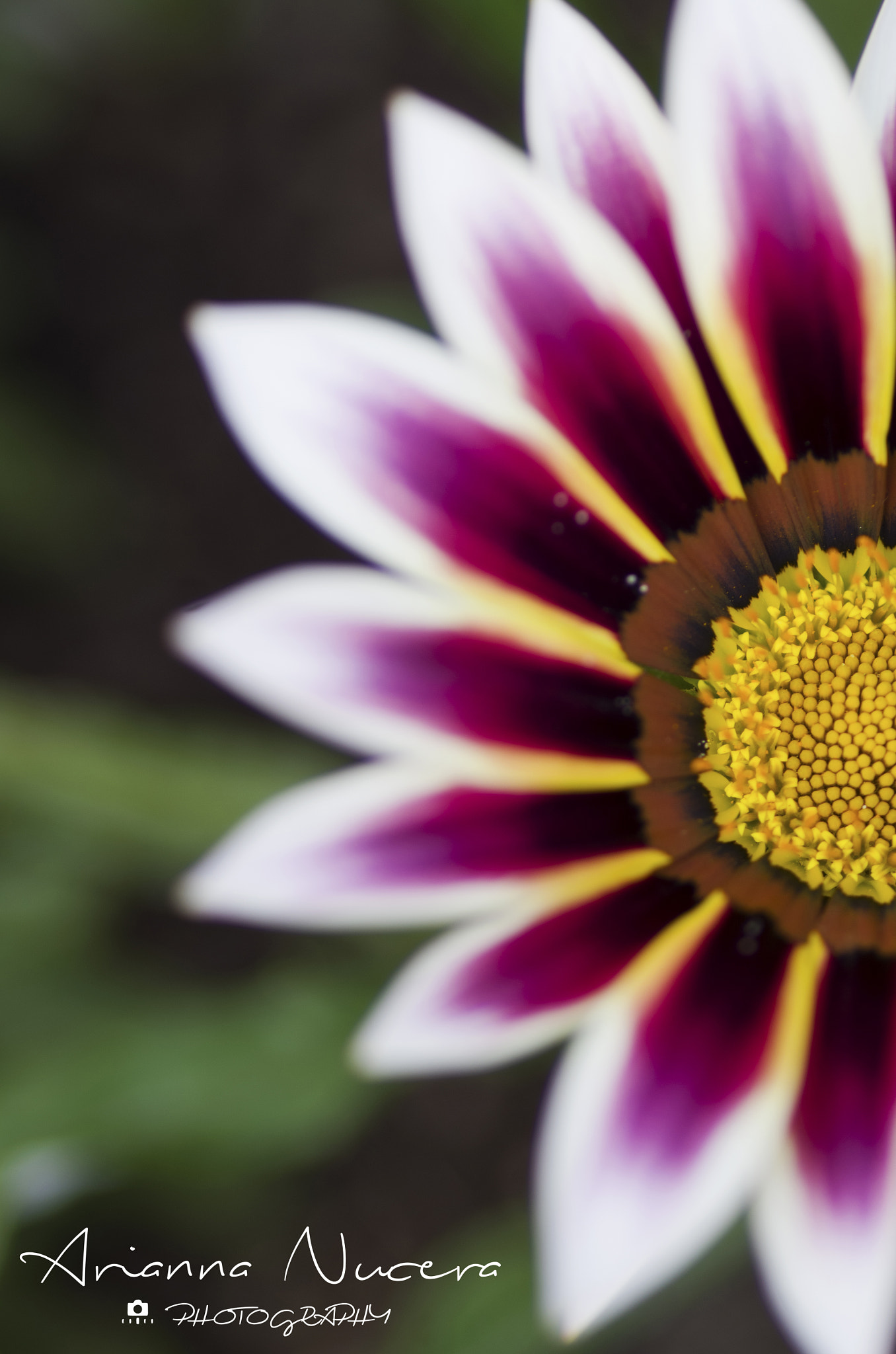Pentax smc D-FA 100mm F2.8 Macro WR sample photo. Shade photography