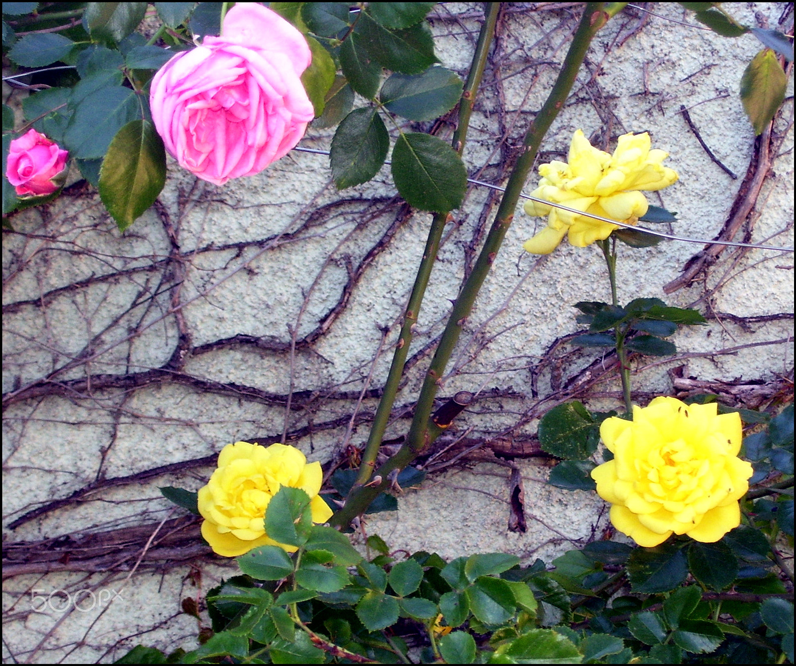 Kodak EASYSHARE C533 ZOOM DIGITAL CAMERA sample photo. Roses photography