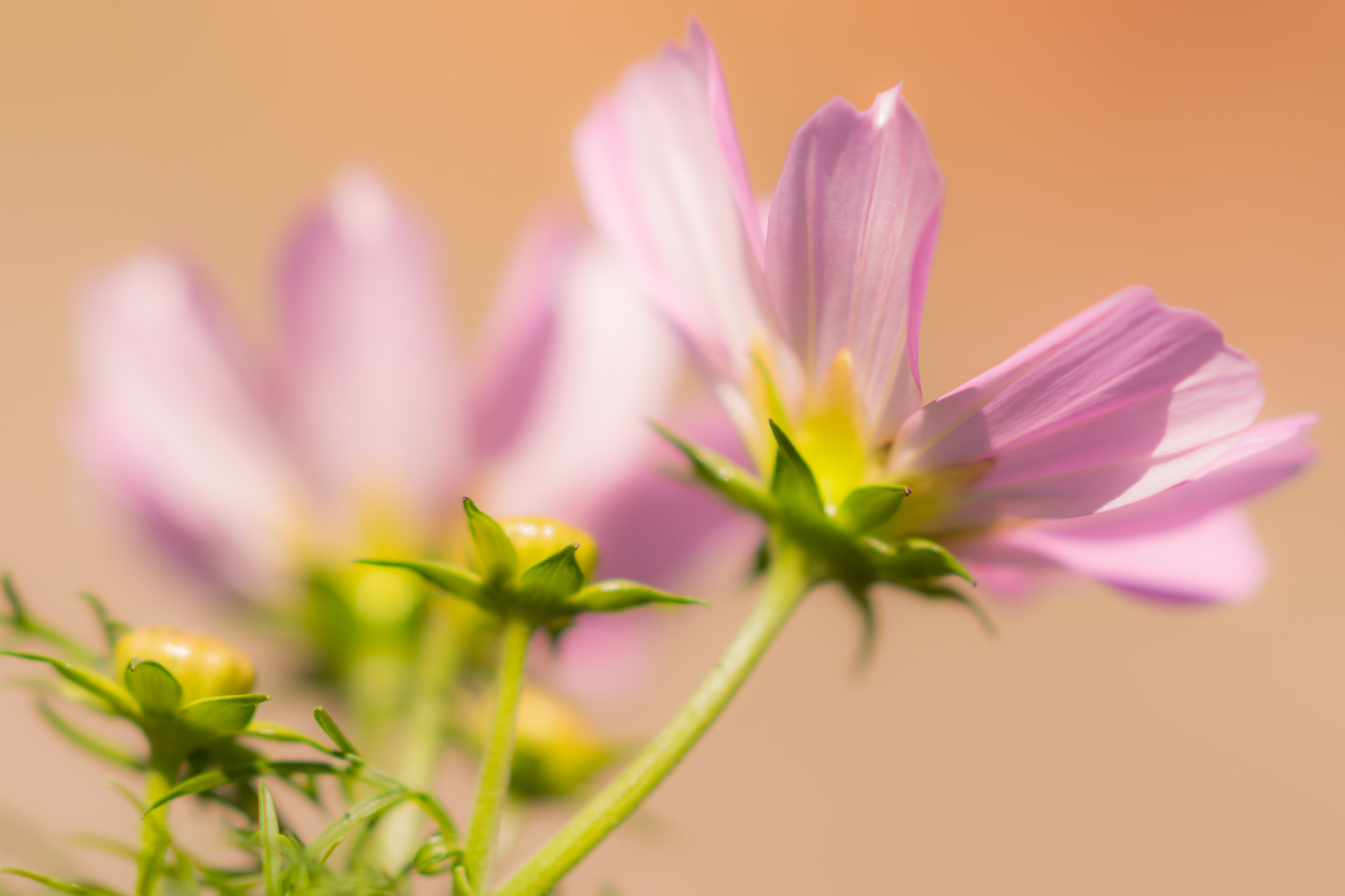 Sony Sonnar T* 135mm F1.8 ZA sample photo. A sunny day ! photography