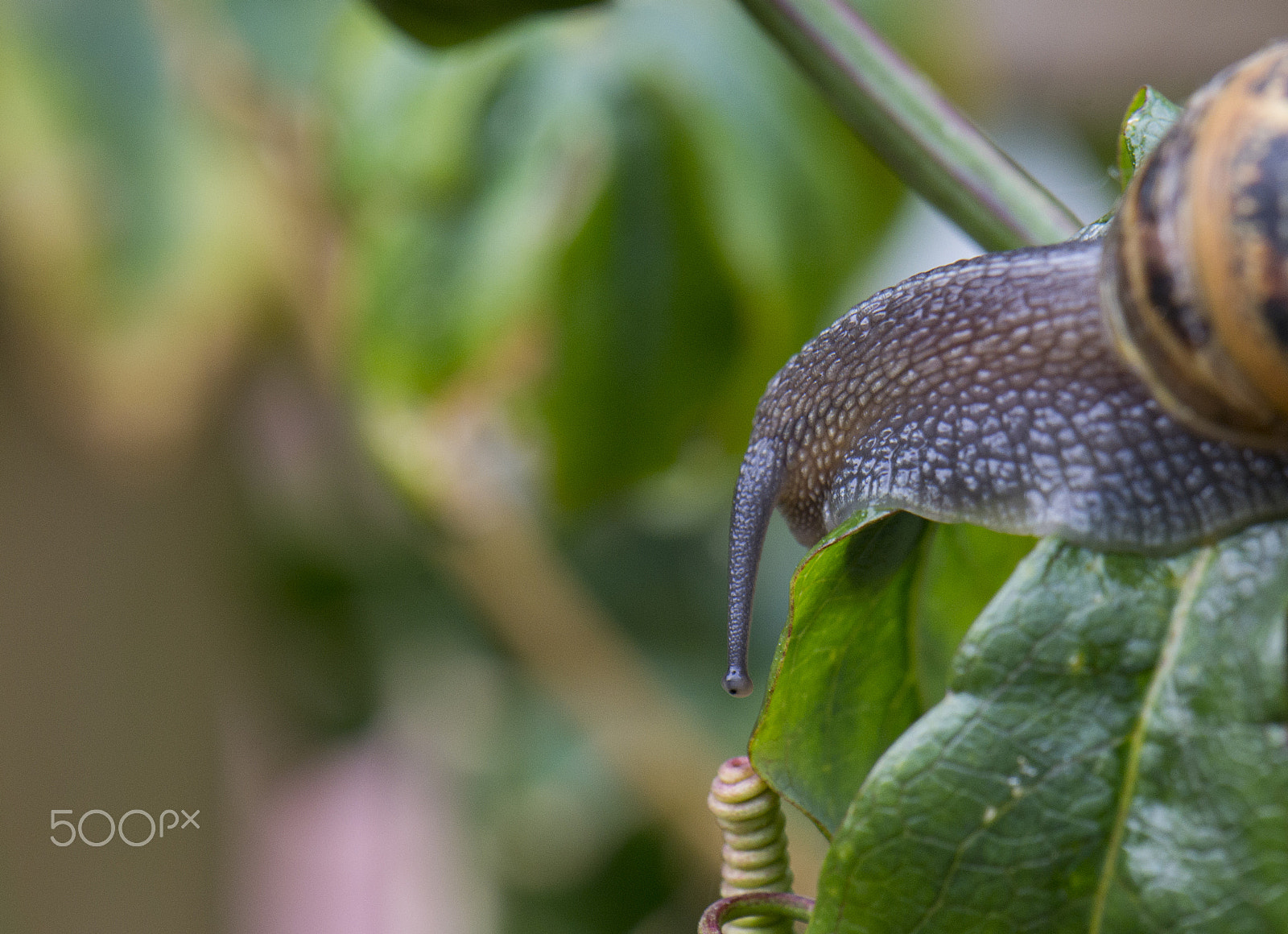 Nikon AF-S DX Micro-Nikkor 85mm F3.5G ED VR sample photo. What's all this then? photography