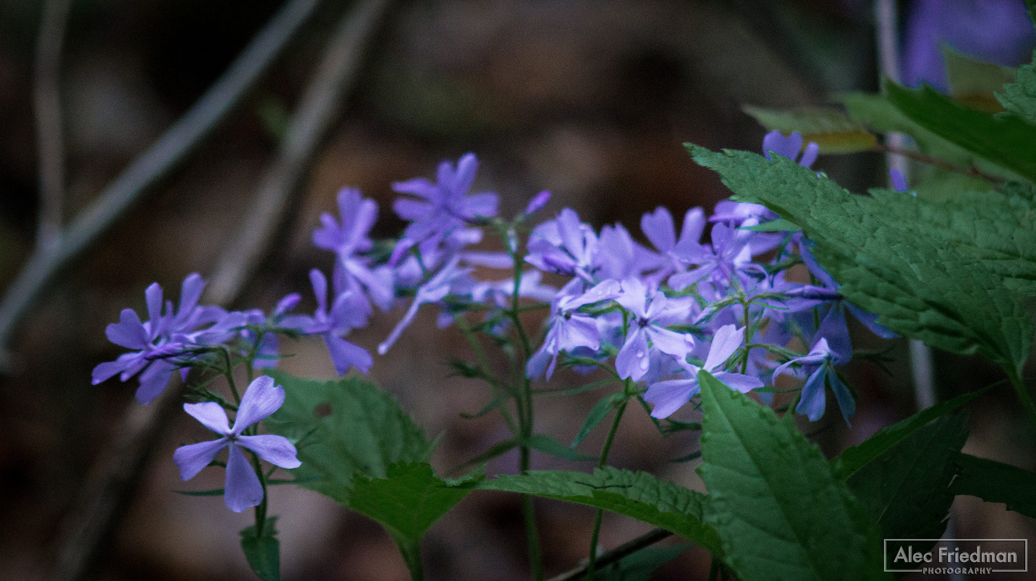 Sony SLT-A58 + Minolta AF 100-300mm F4.5-5.6 sample photo. Flowers photography