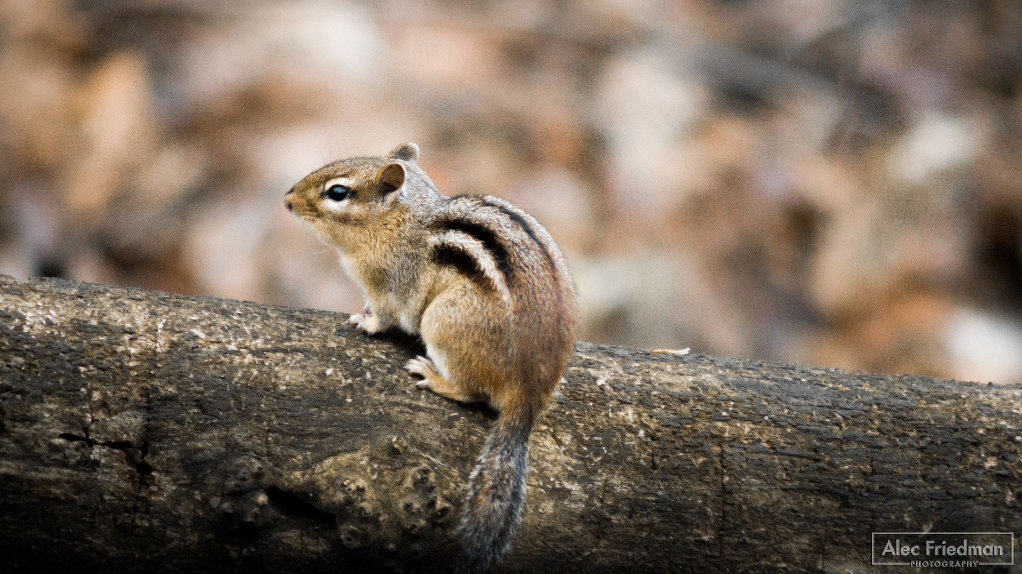 Sony SLT-A58 + Minolta AF 100-300mm F4.5-5.6 sample photo. Chipmunk photography