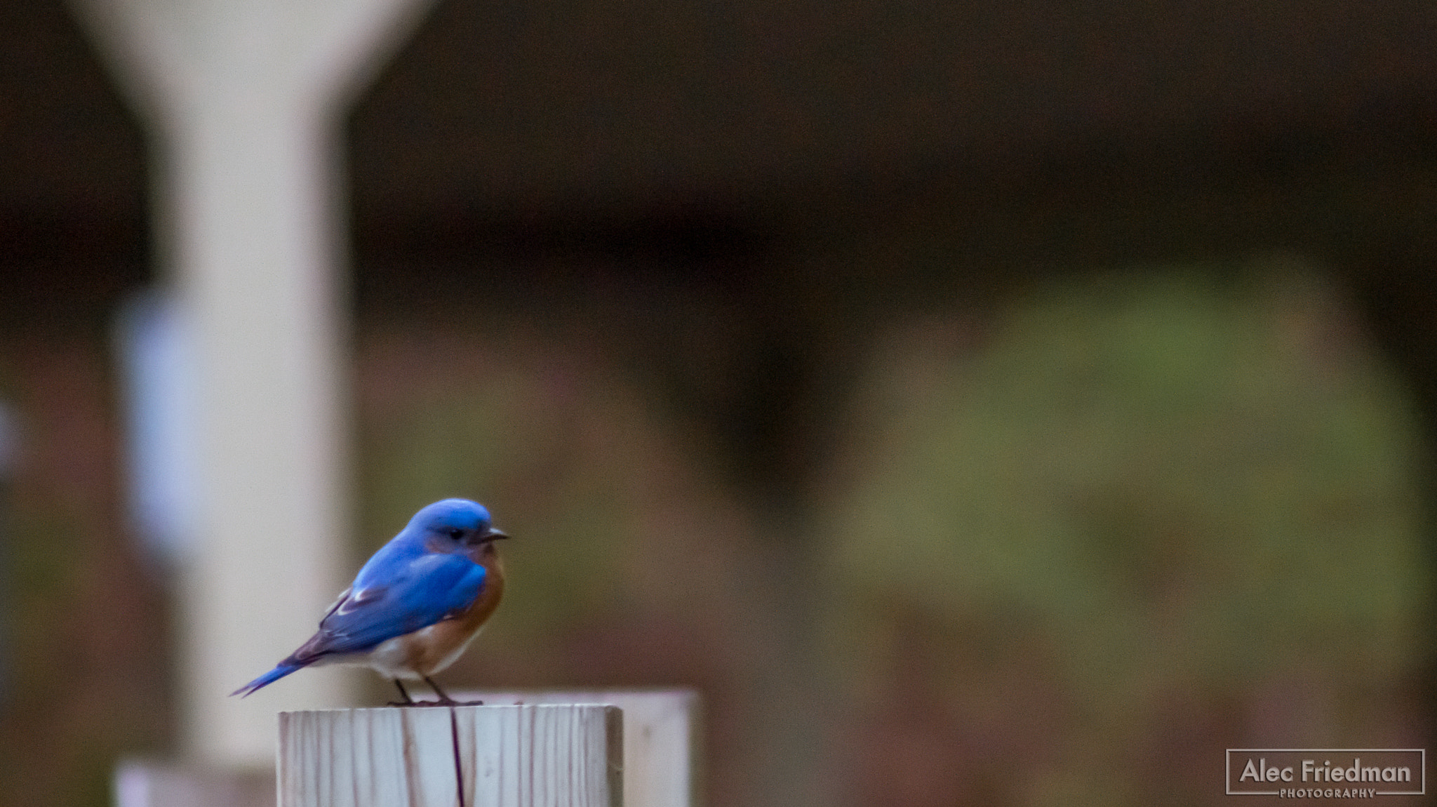 Minolta AF 100-300mm F4.5-5.6 sample photo. Blue jay photography