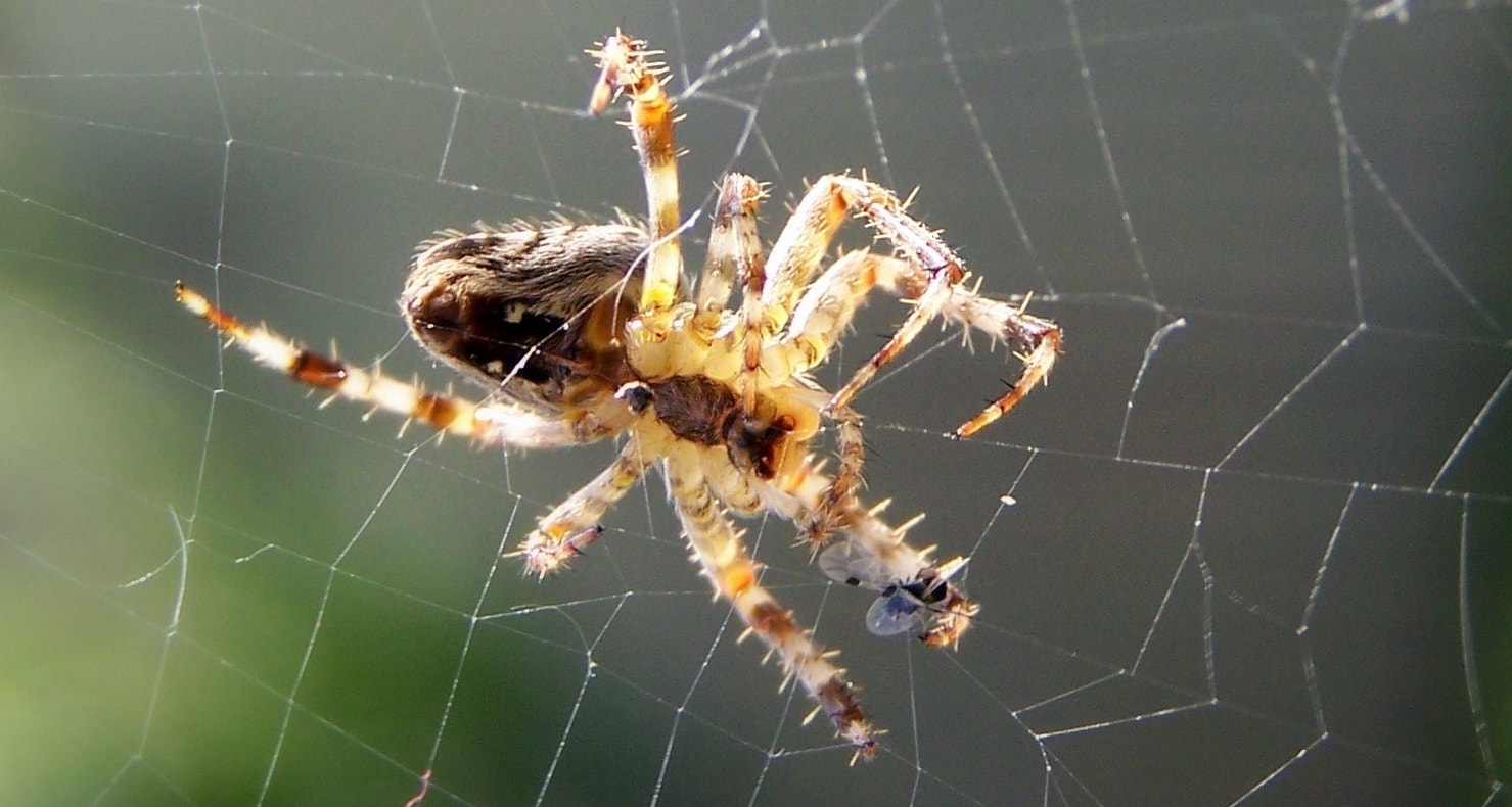 Kodak Z650 ZOOM DIGITAL CAMERA sample photo. Spider photography